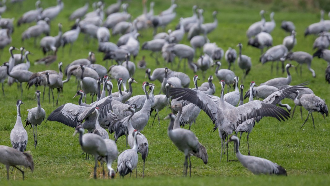 Flock of cranes feeding on harvested fields in Northern Germany (II)