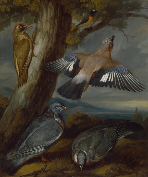 Francis Barlow - Jay, Green Woodpecker, Pigeons, and Redstart - Google Art Project