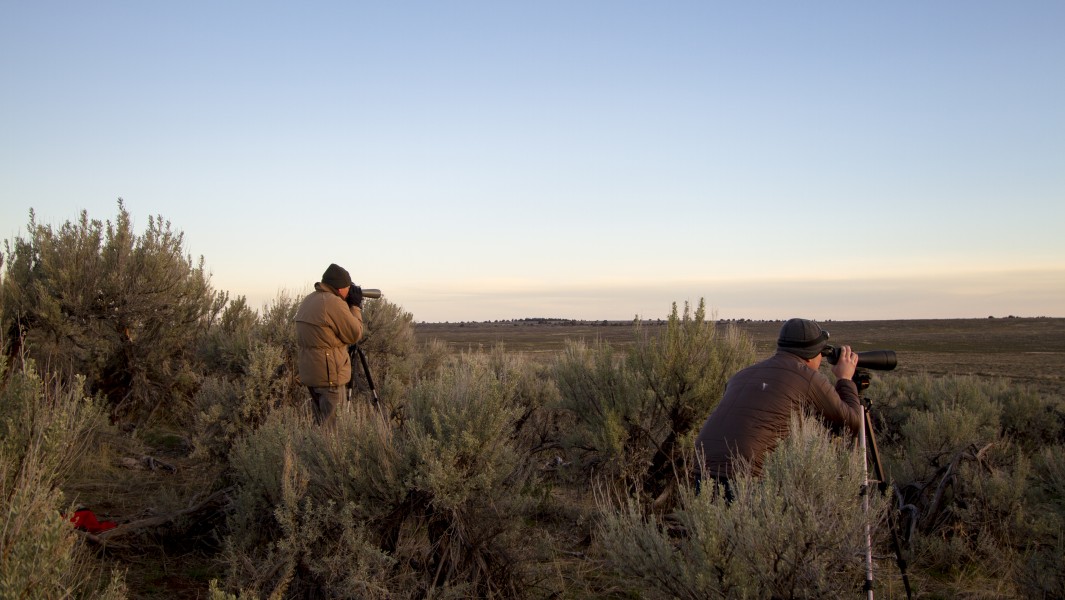 Greater Sage Grouse Lek Count Near Steens Mountain, April 2016 (26846807480)