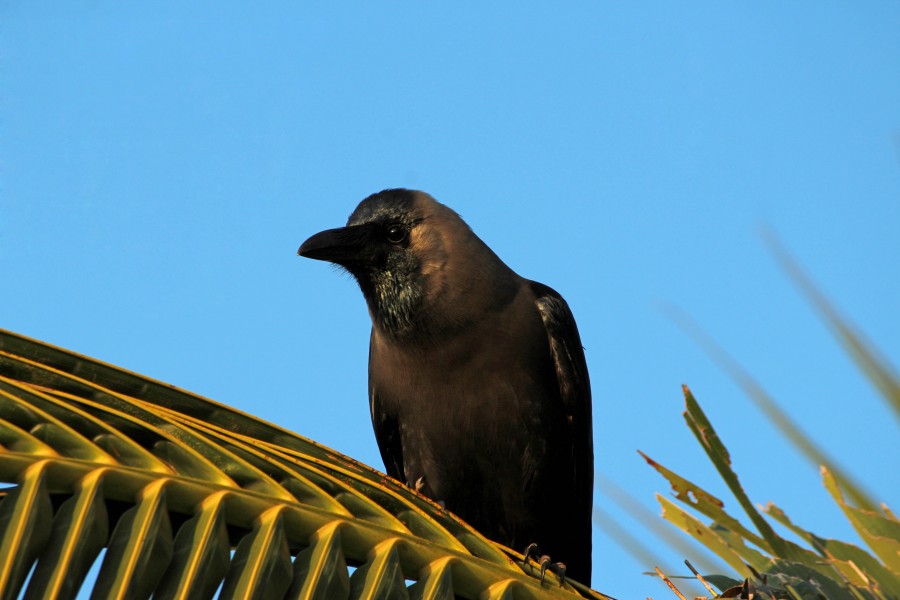 House crow (Corvus splendens) from Villupuram dt IMG 3907 