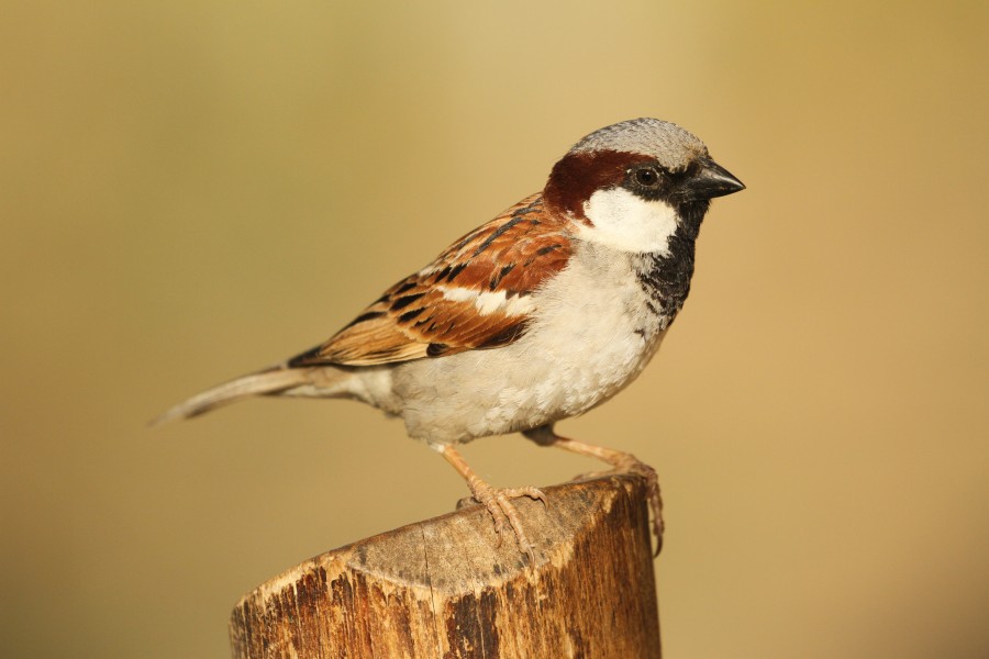 House sparrow David Raju (2)