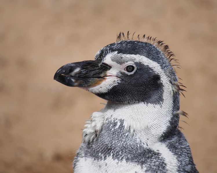Humboldt penguin during moult