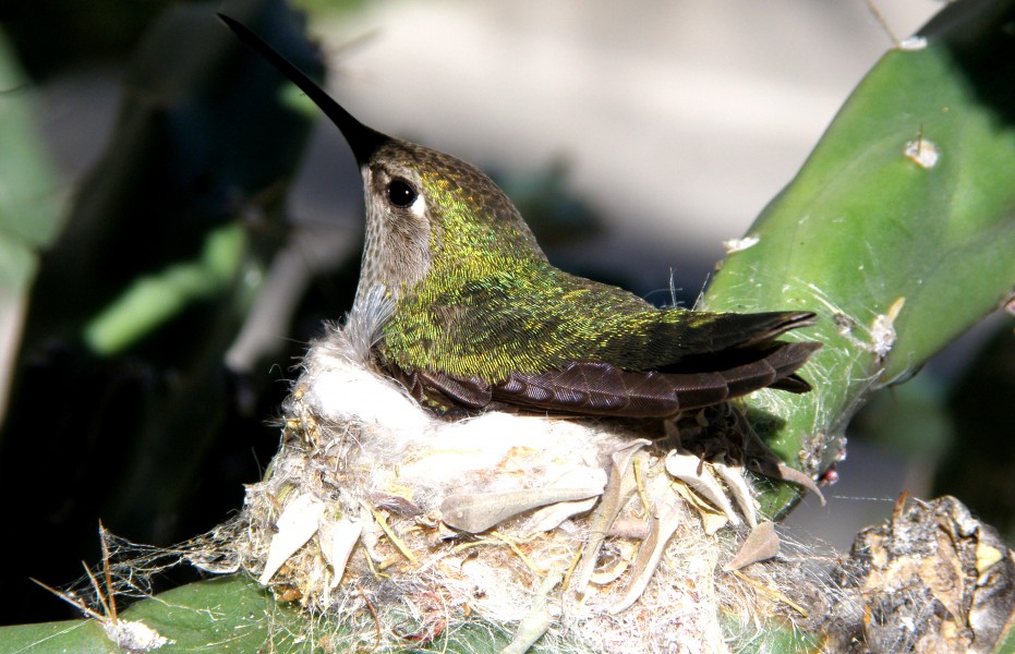 Hummingbird Adult in Nest in Cactus in Mesa, Arizona