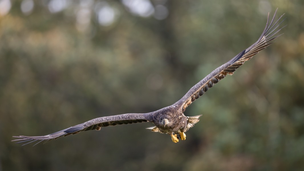 Juvenile white-tailed eagle (Haliaeetus albicilla) of central Poland in flight (2)
