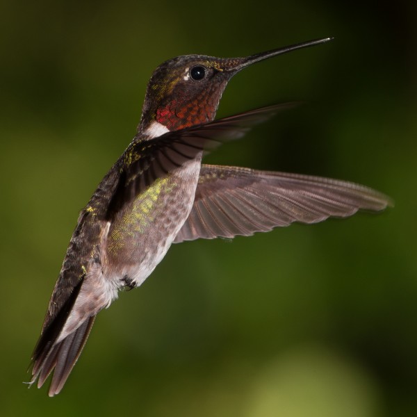 Male Ruby-Throated Hummingbird Hovering