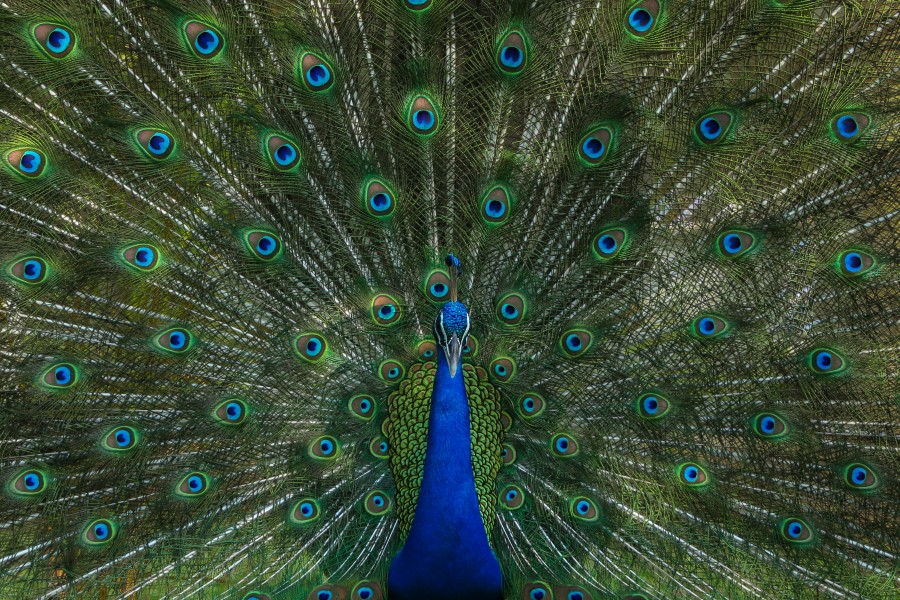 Peacock Male