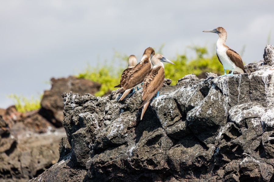 Piquero patiazul (Sula nebouxii), Las Bachas, isla Santa Cruz, islas Galápagos, Ecuador, 2015-07-23, DD 13
