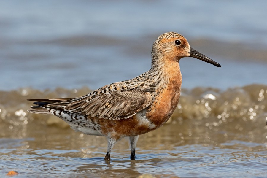 Red-Knot-for-Wiki