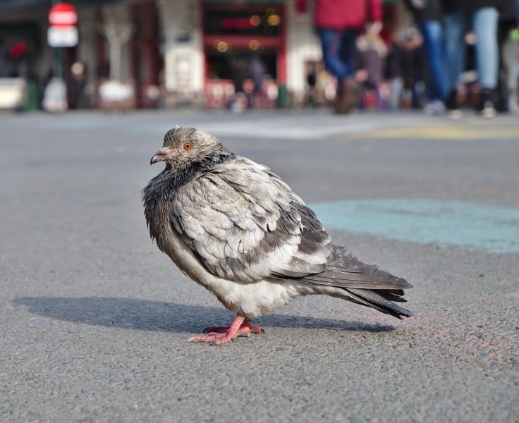 Rock dove (Columba livia) standing on place de la Bourse, Brussels, Belgium (DSCF4428)