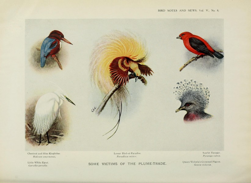 Some victims of the plume-trade card, 1913