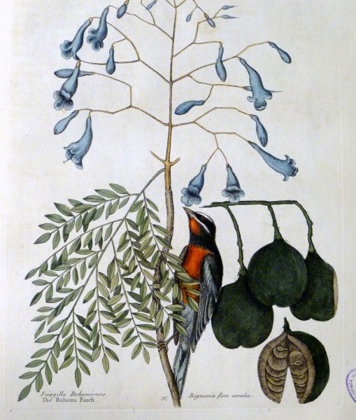 The natural history of Carolina, Florida, and the Bahama Islands, 1754 Fringilla Bahamiensis. Bignonia flore caeruleo - The Bahama Finch (19553806729)