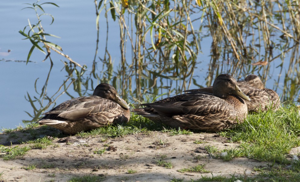 Three Creeks - 3 Mallards Resting near the Wetlands 1