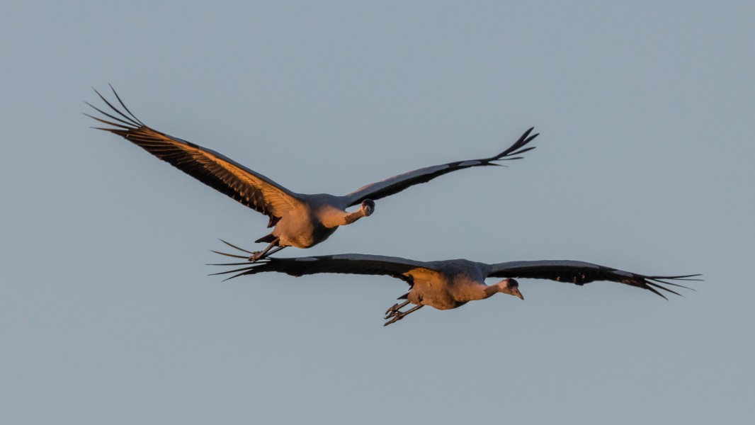 Two cranes (Grus grus) flying in the early morning sun