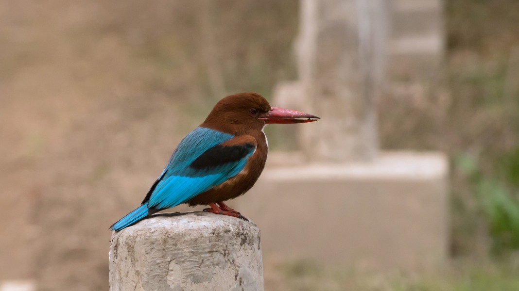 White-throated Kingfisher in Ludhiana district, Punjab 06
