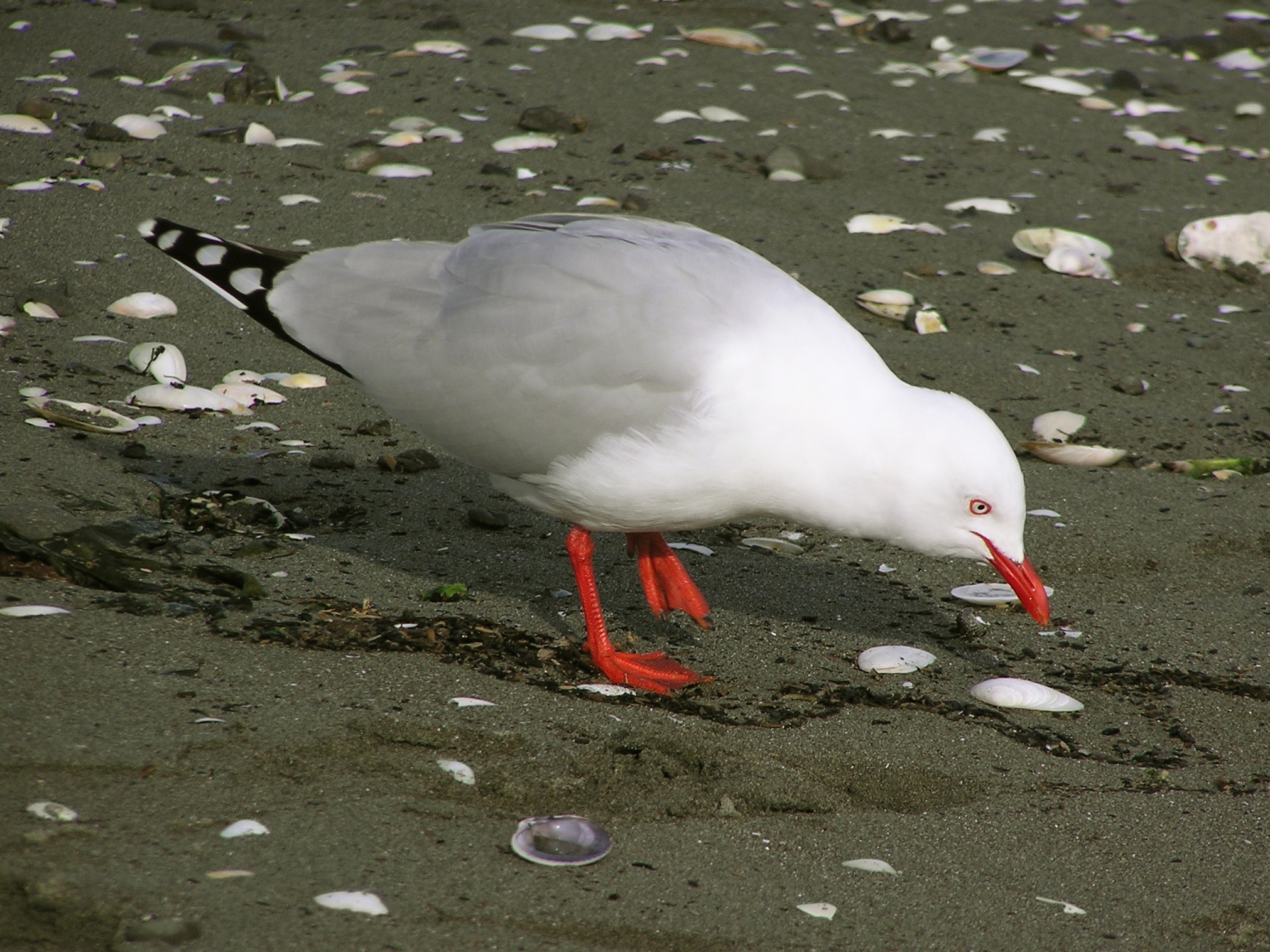 Red billed gull-06