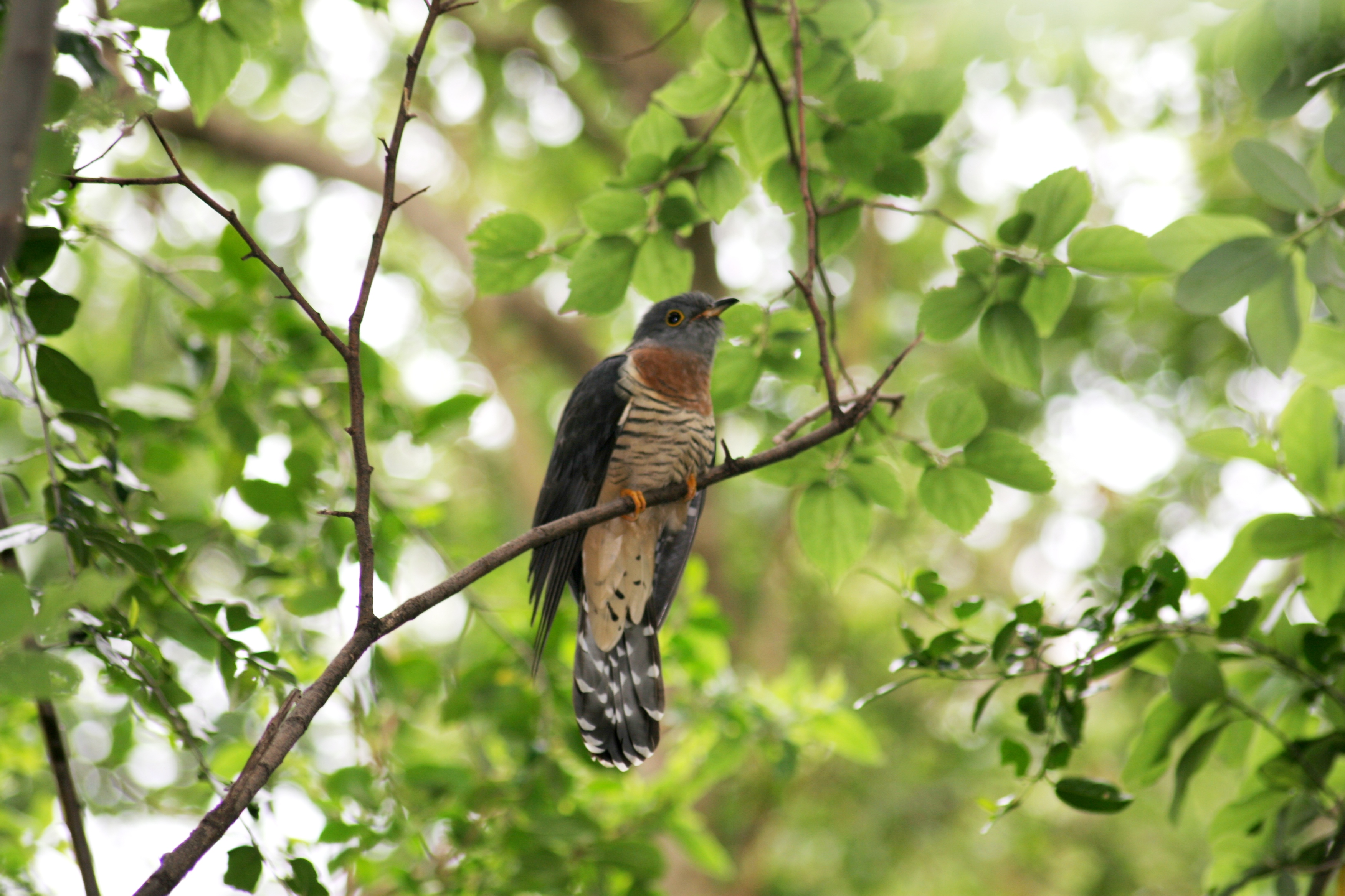 Red-chested Cuckoo (Cuculus solitarius) in tree