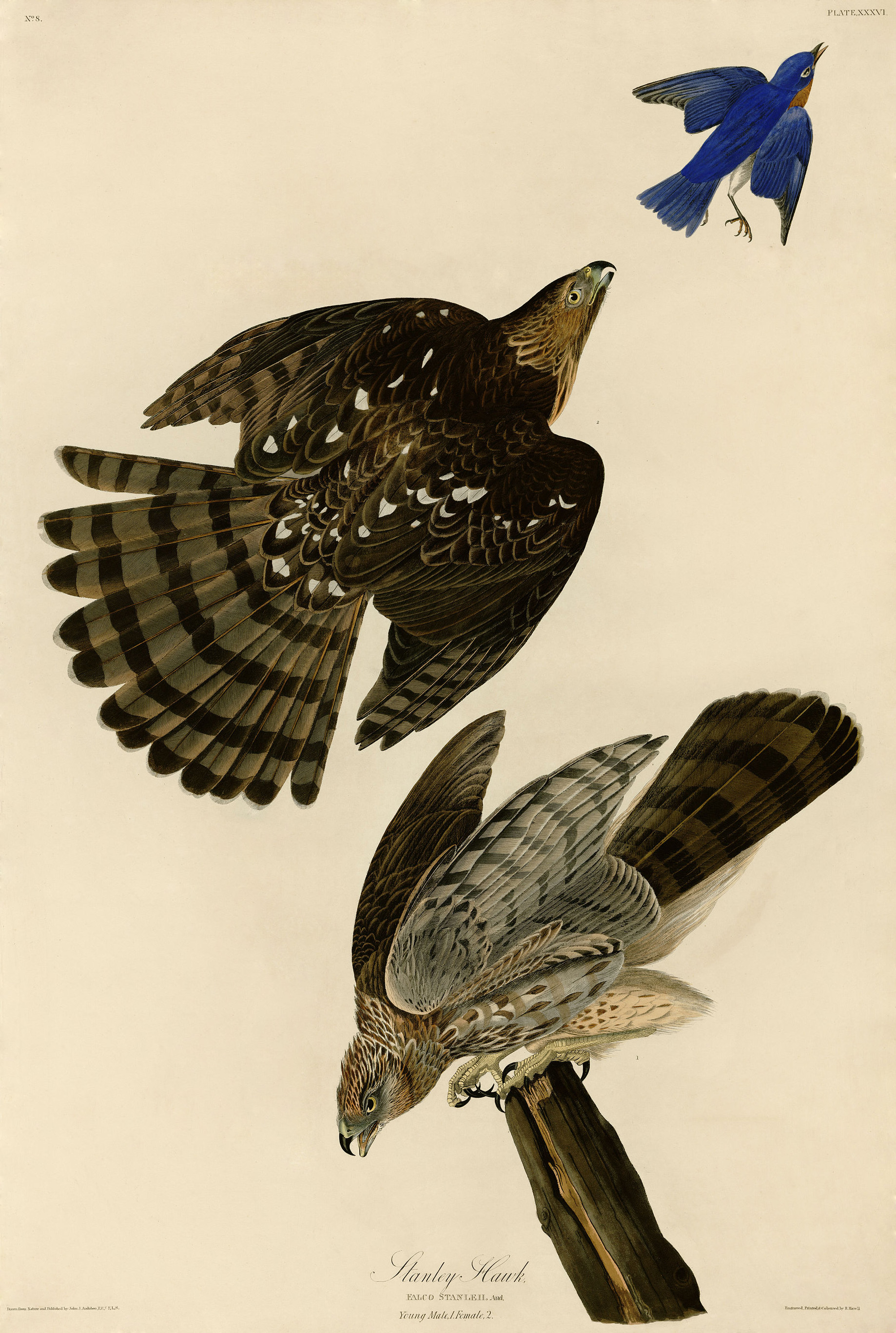 Stanley Hawk (Audubon)