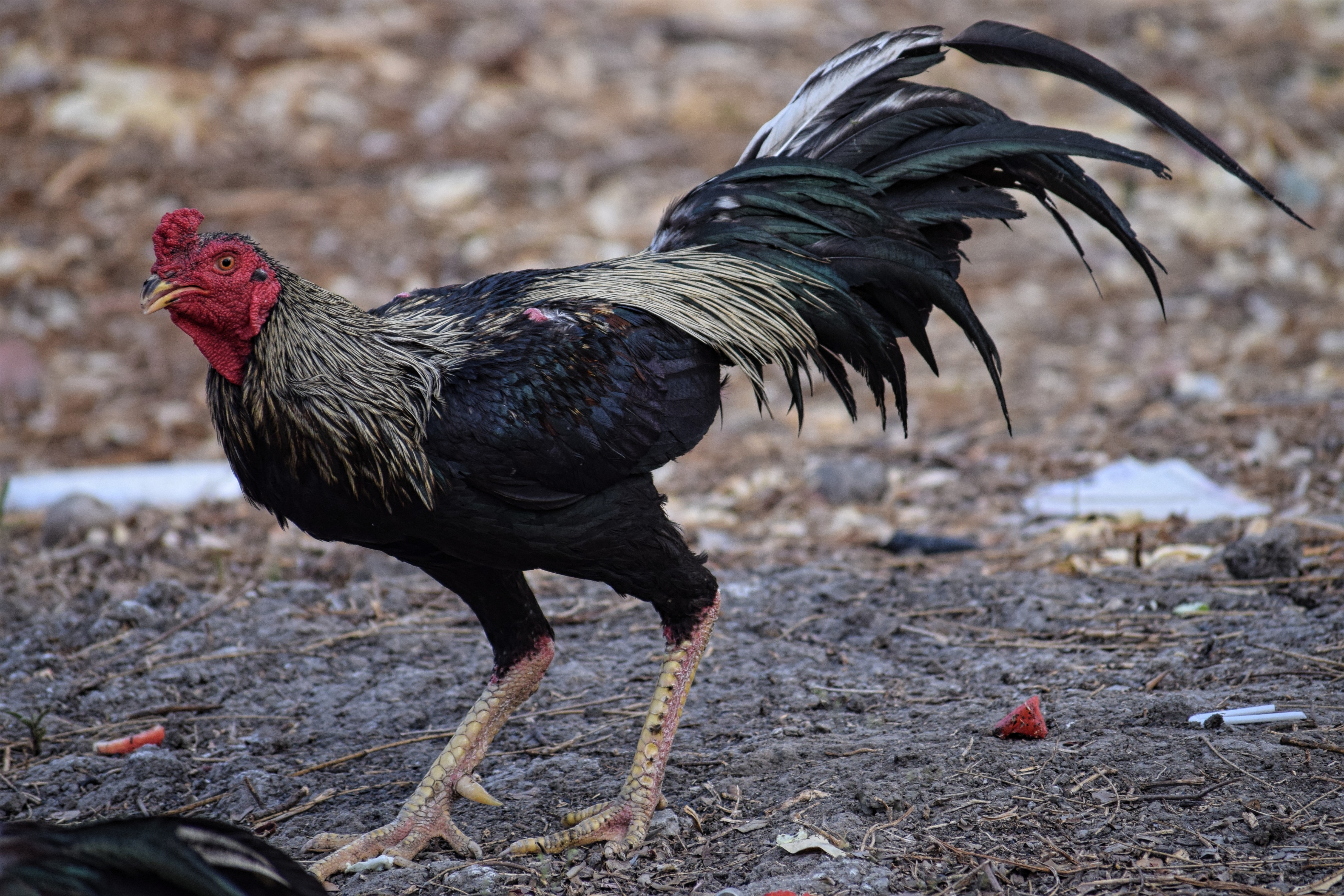 Thai Game chicken - rooster