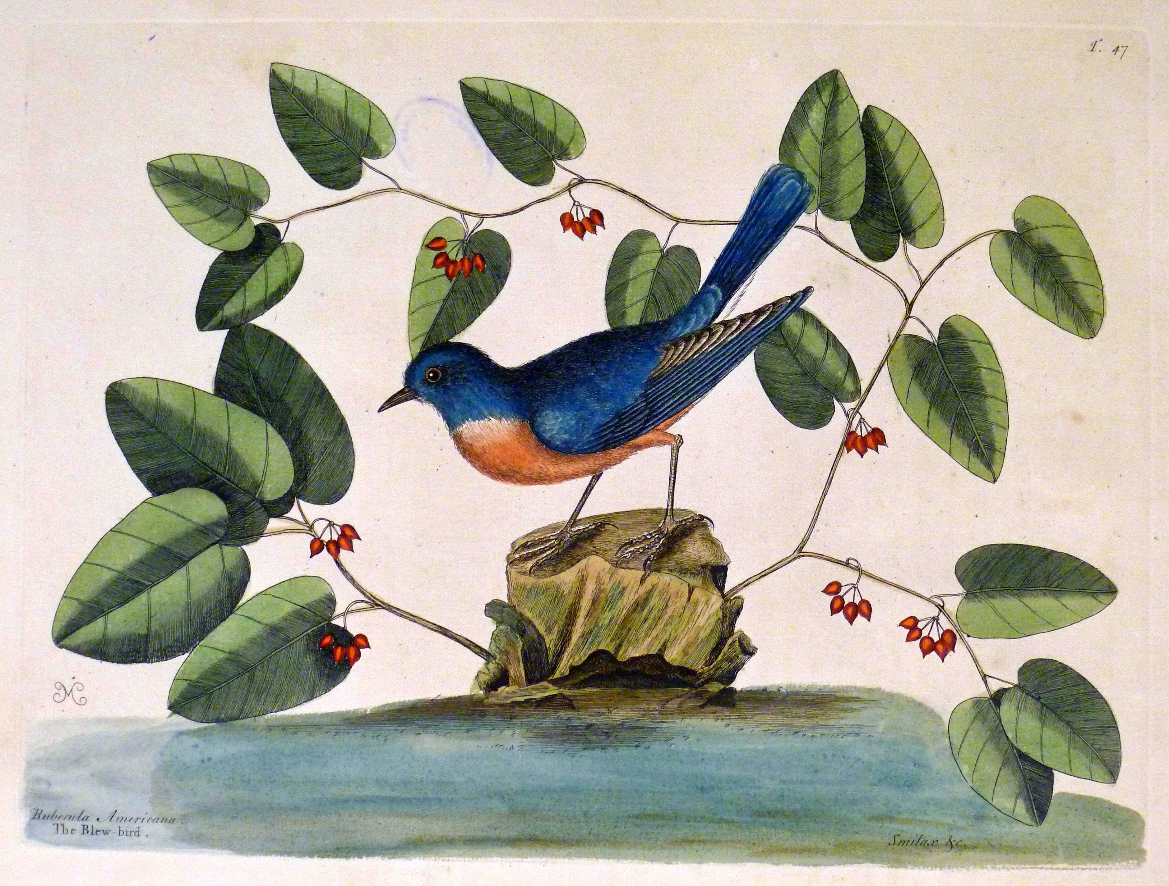The natural history of Carolina, Florida, and the Bahama Islands, 1754 Rubecula americana. Smilax &c. - The Blew bird (19745080541)