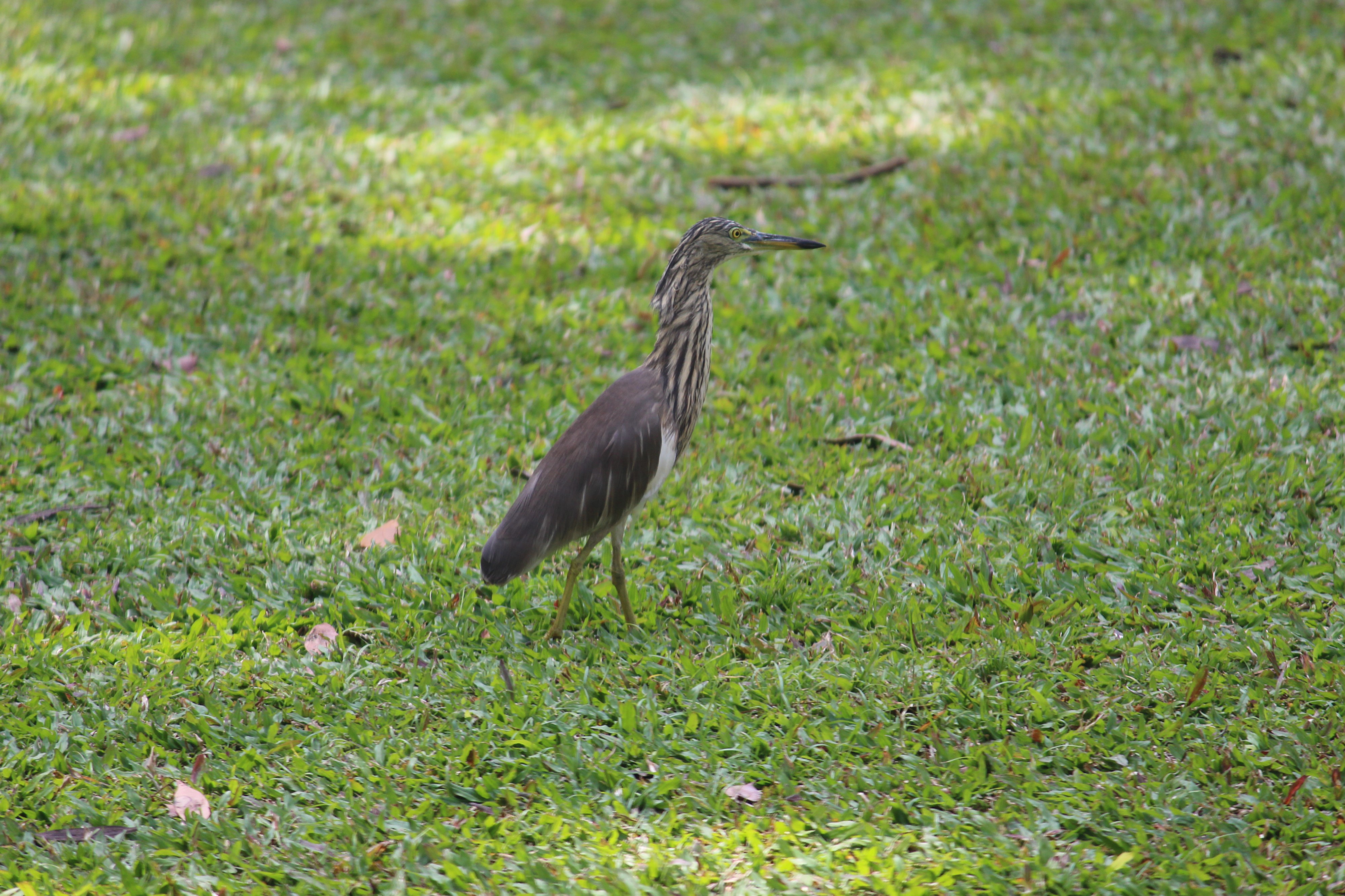 A bird in the park of Karnataka High Court