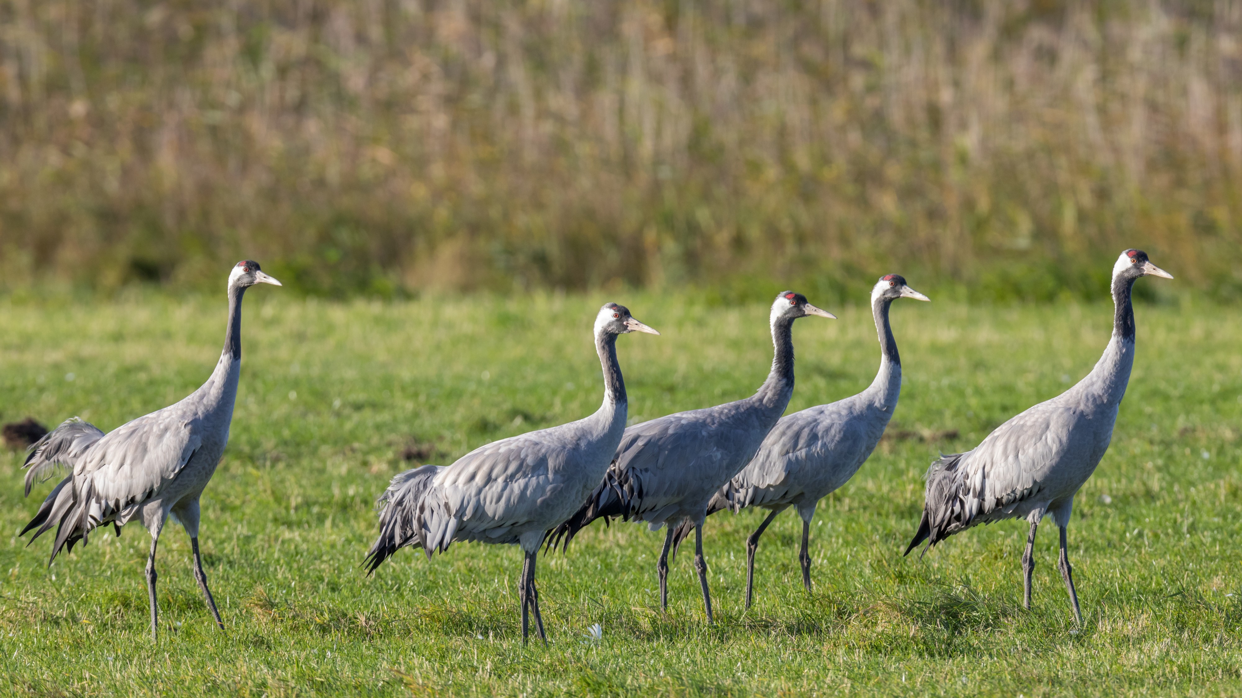 Cranes (Grus grus) feeding on a meadow