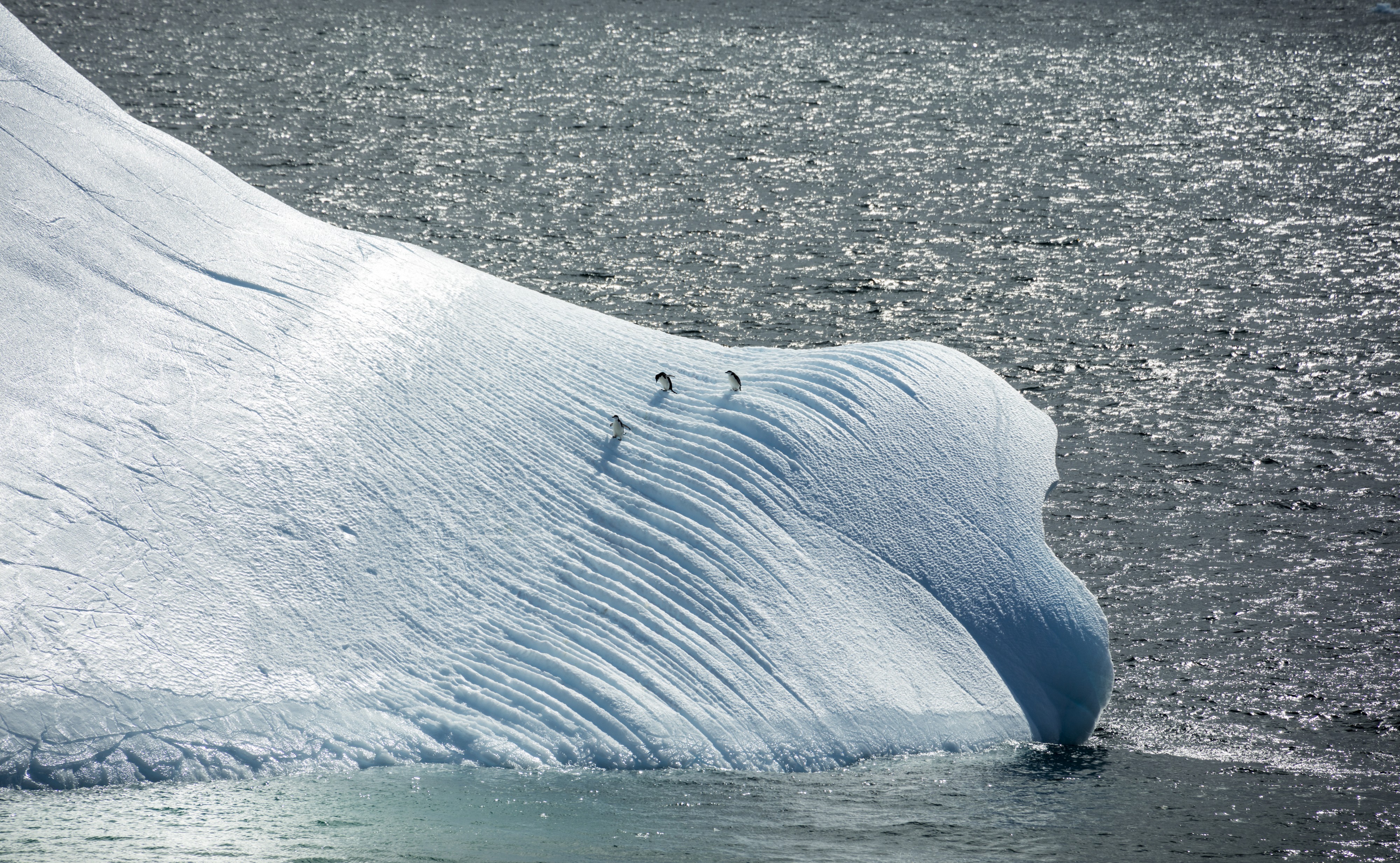 South Shetland-2016-Deception Island–Chinstrap penguins (Pygoscelis antarctica) 04 on iceberg