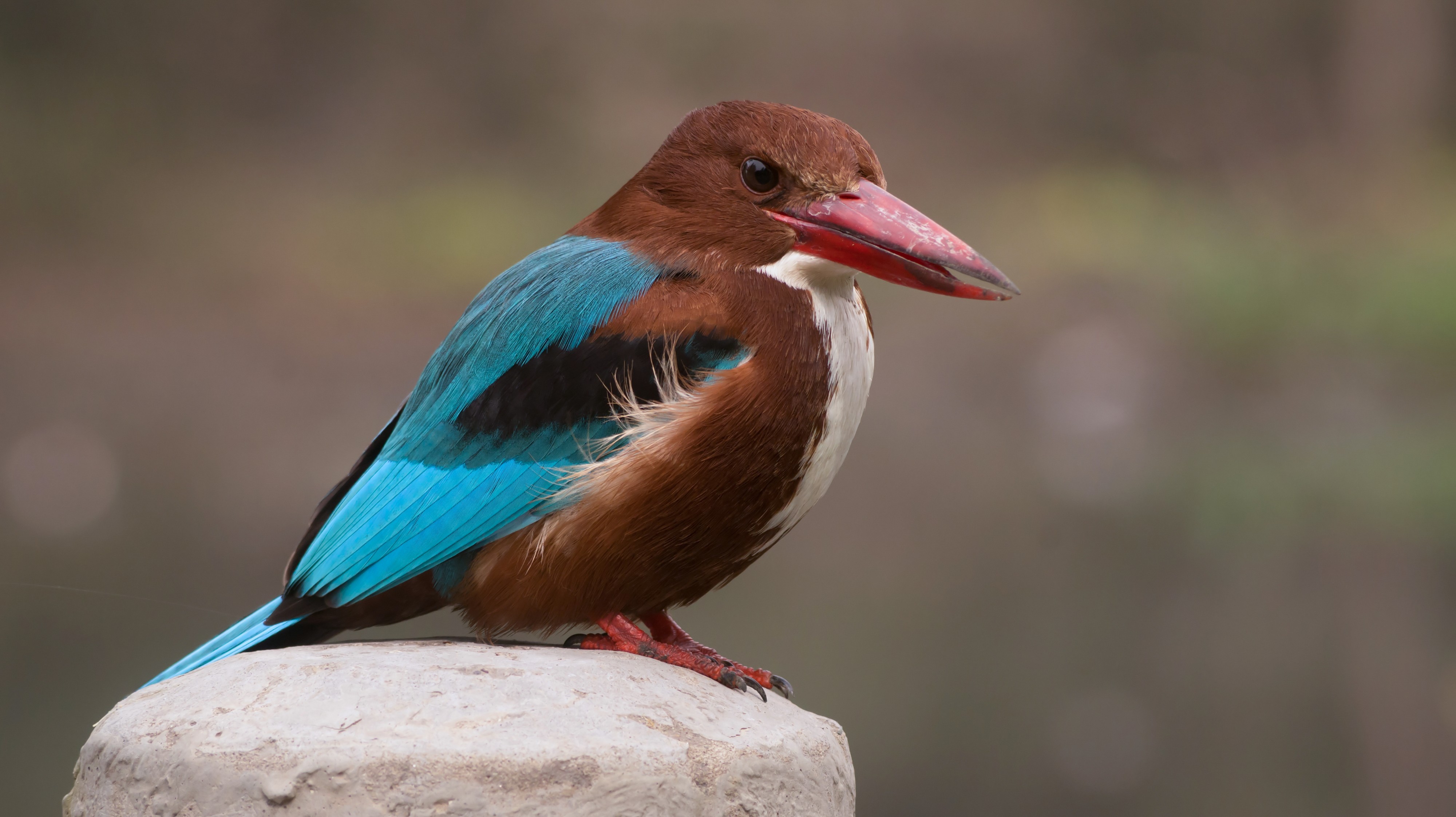 White-throated Kingfisher in Ludhiana district, Punjab 03