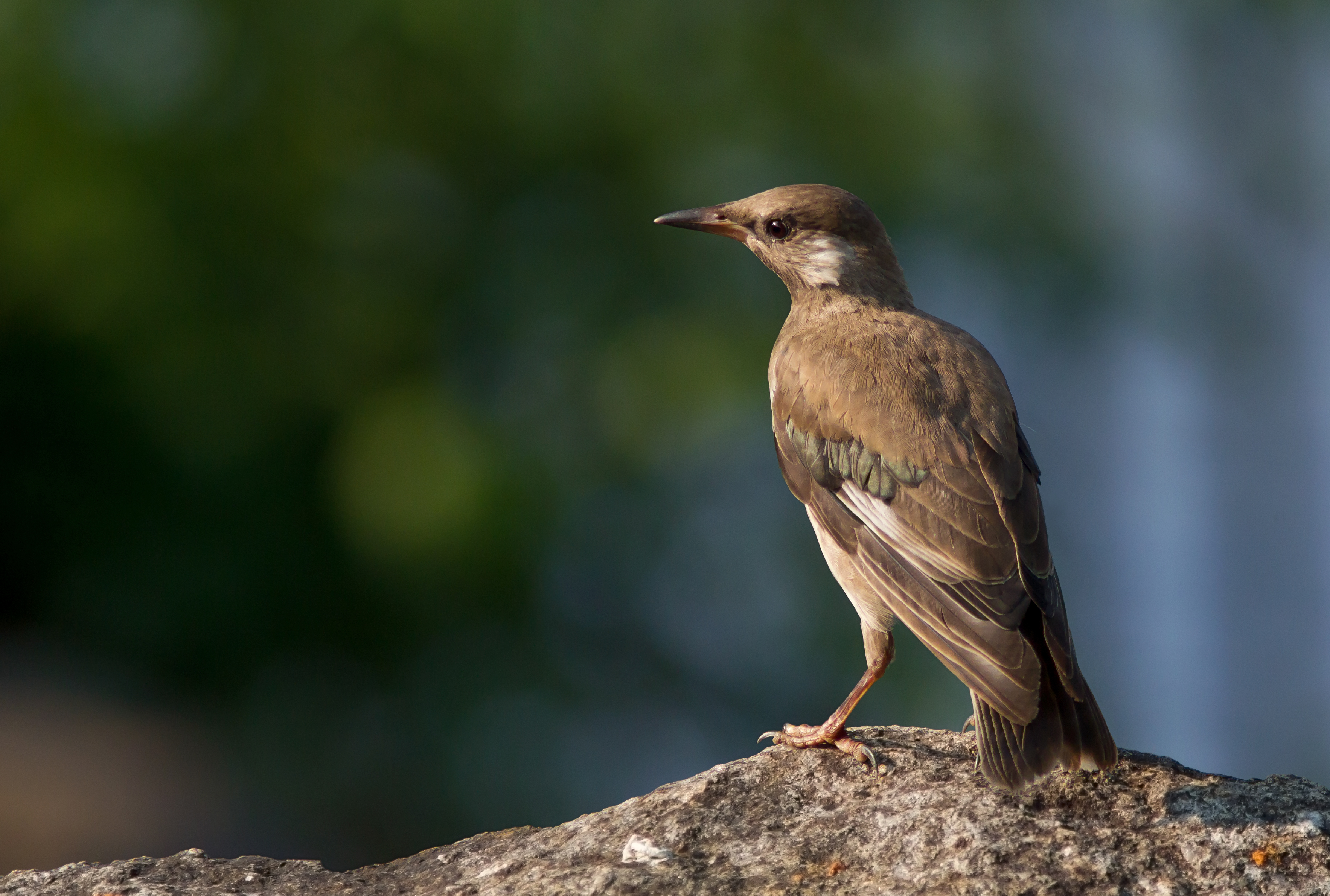 White-cheeked Starling perching on a rock