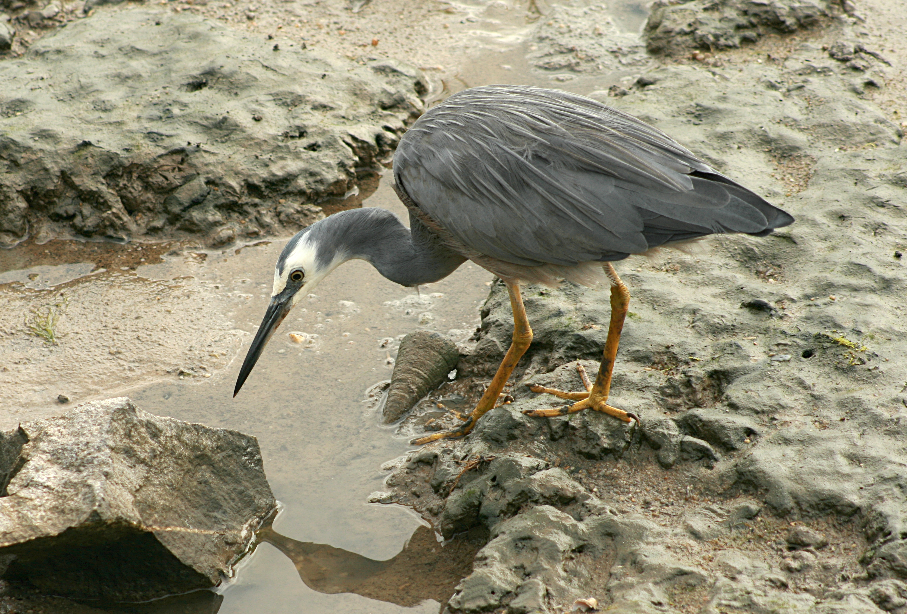 White-faced Heron Cairns