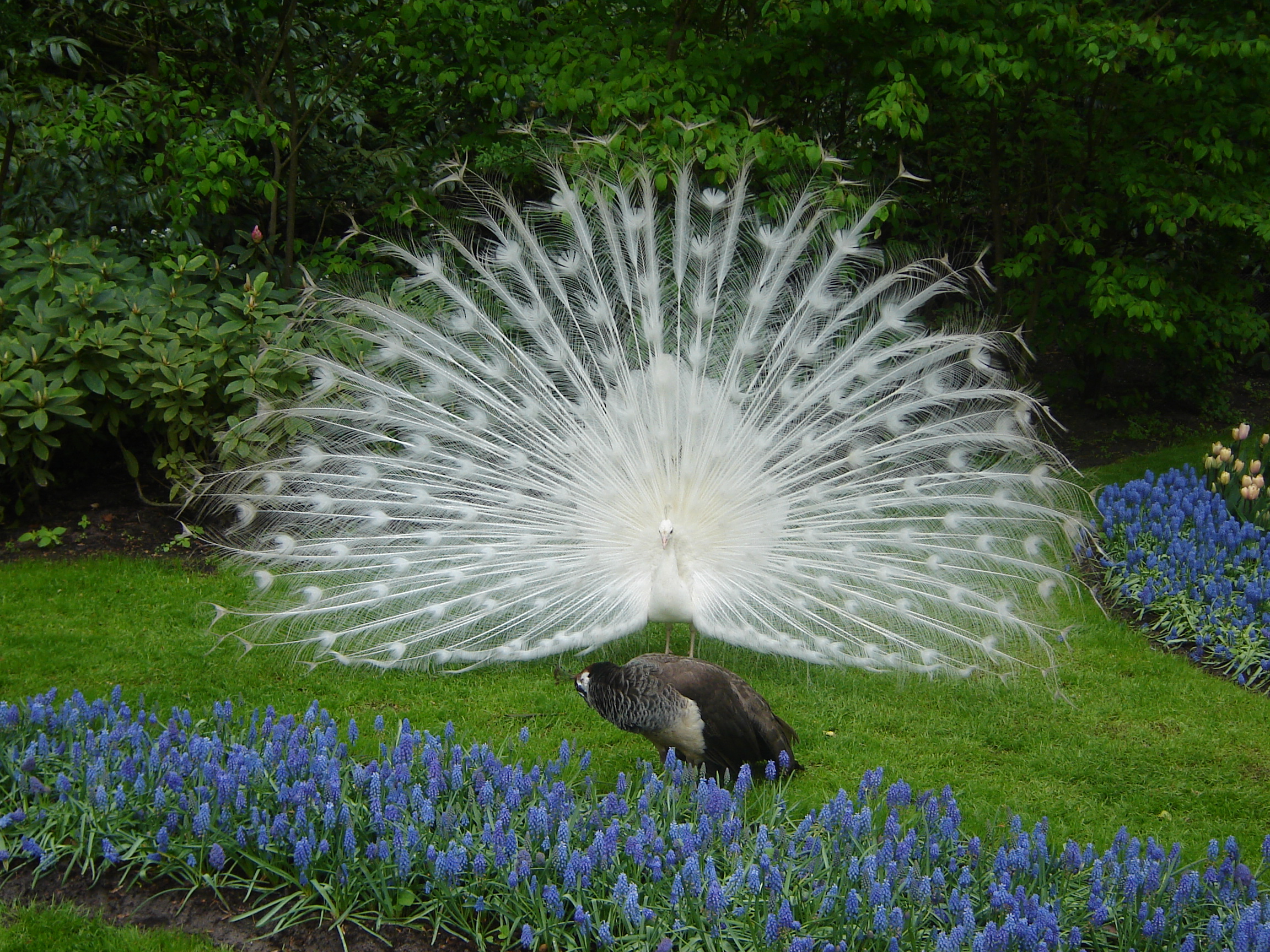 White peacock Keukenhof