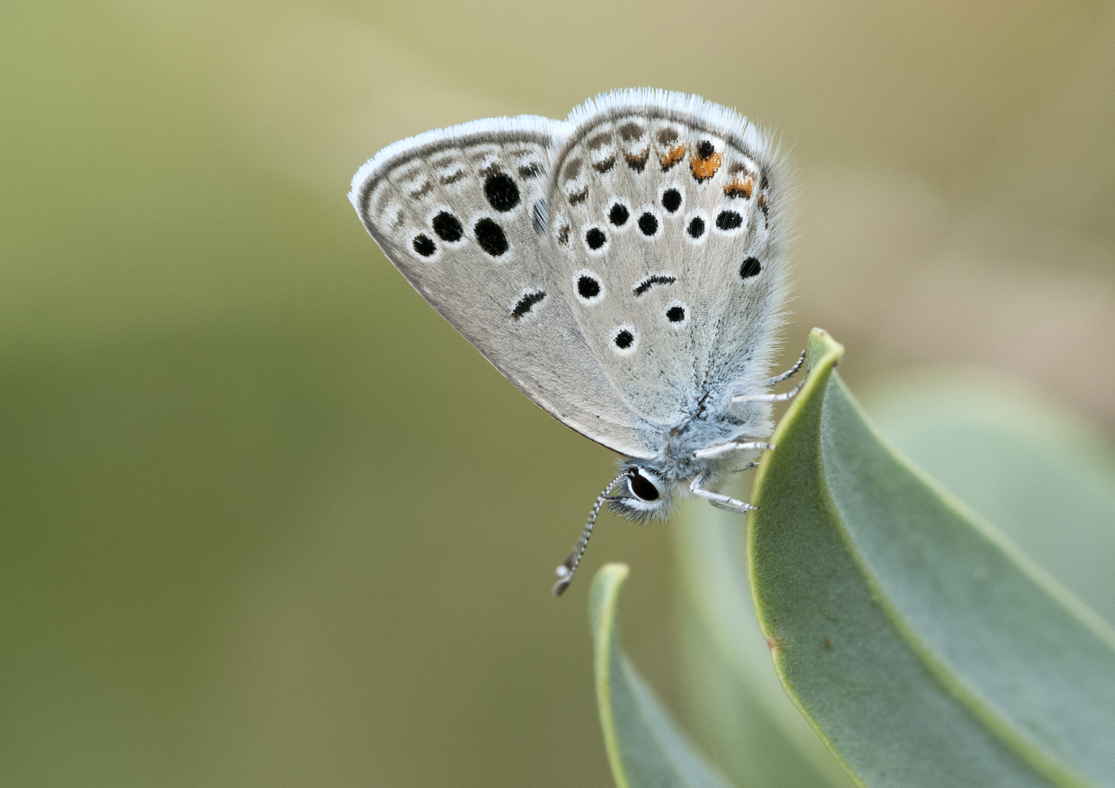 Anatolian Odd-spot Blue - Turanana panagaea 04