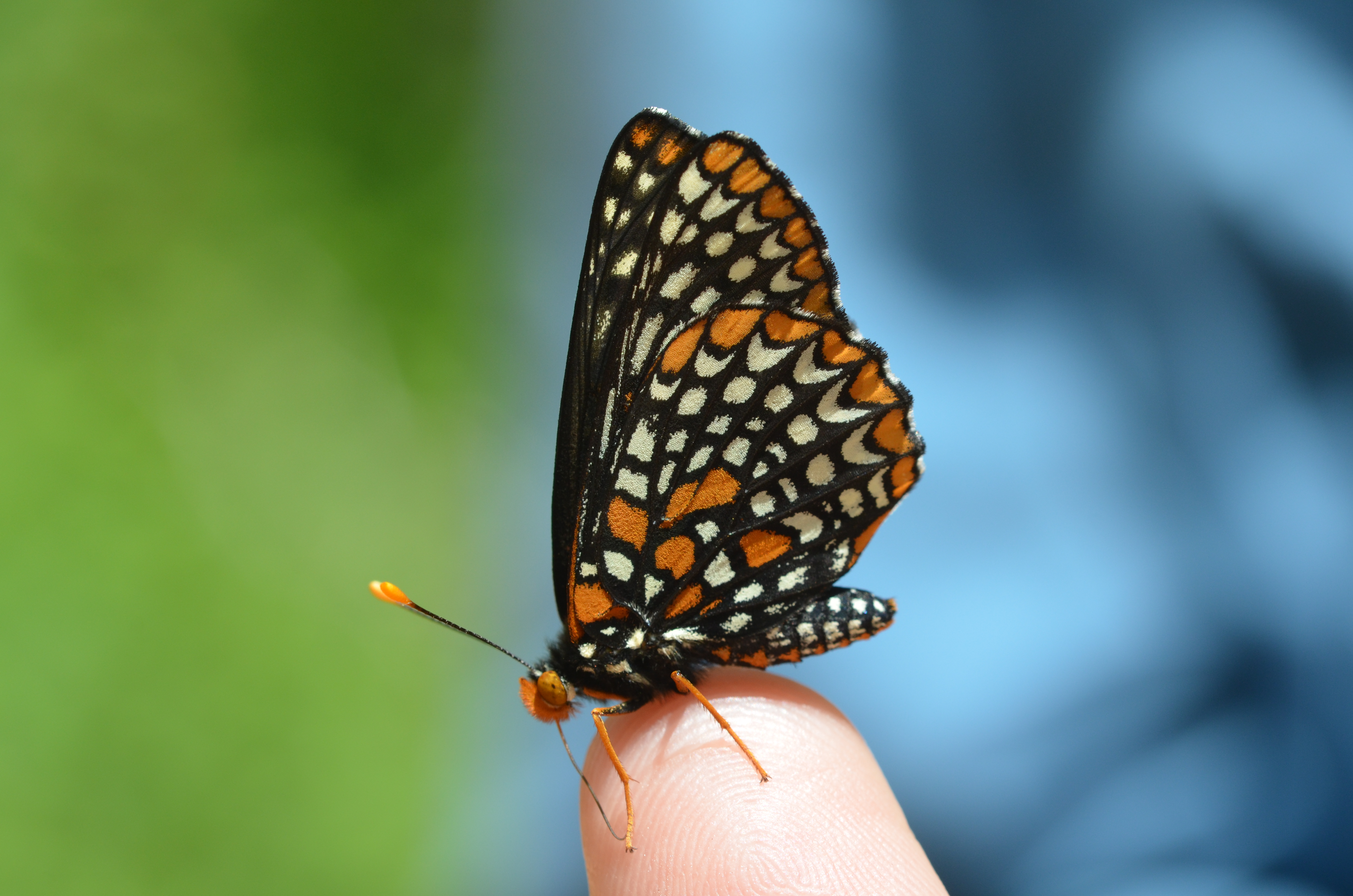 Baltimore Checkerspot butterfly (14155370720)
