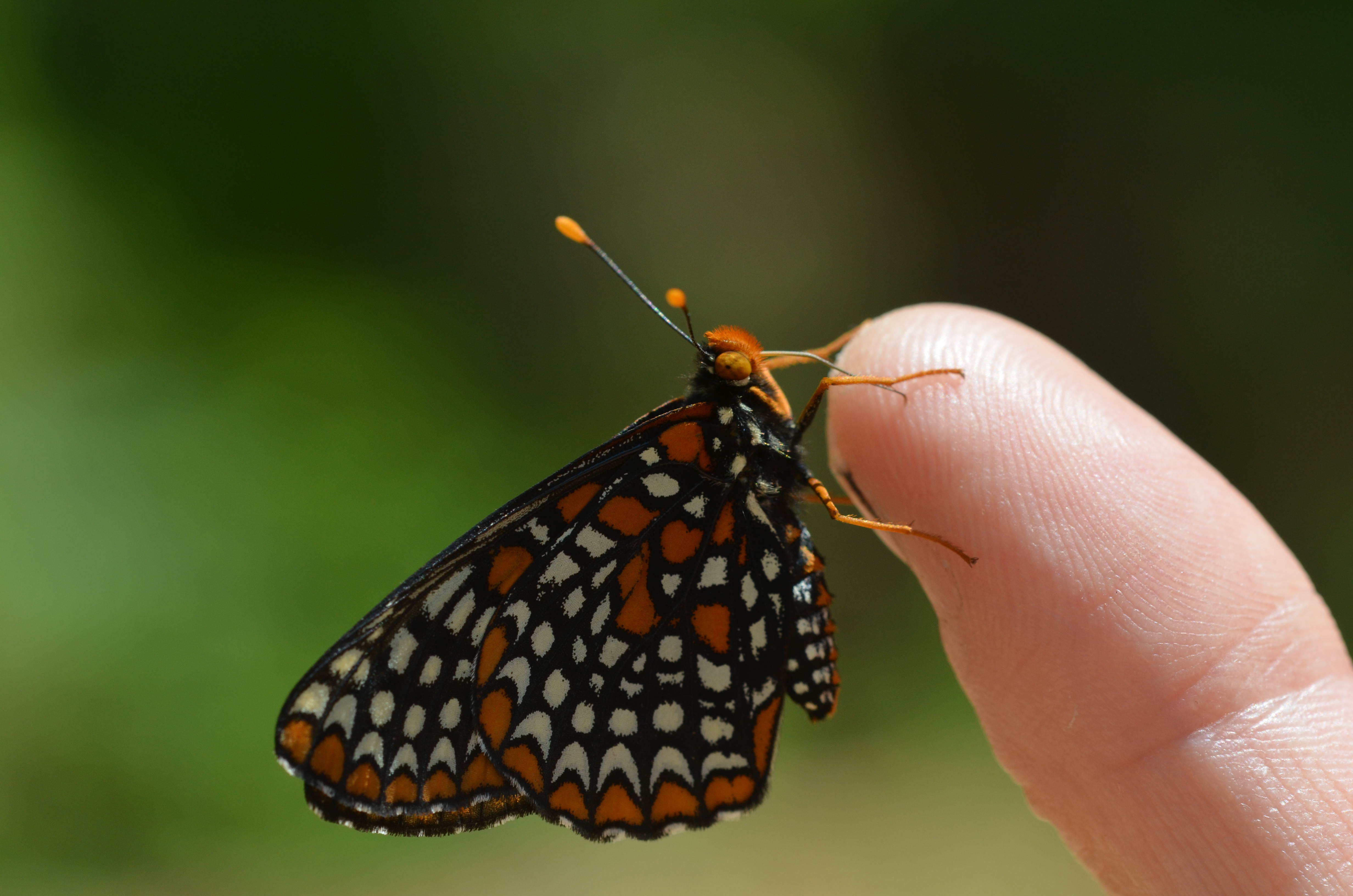 Baltimore Checkerspot butterfly (14155373470)
