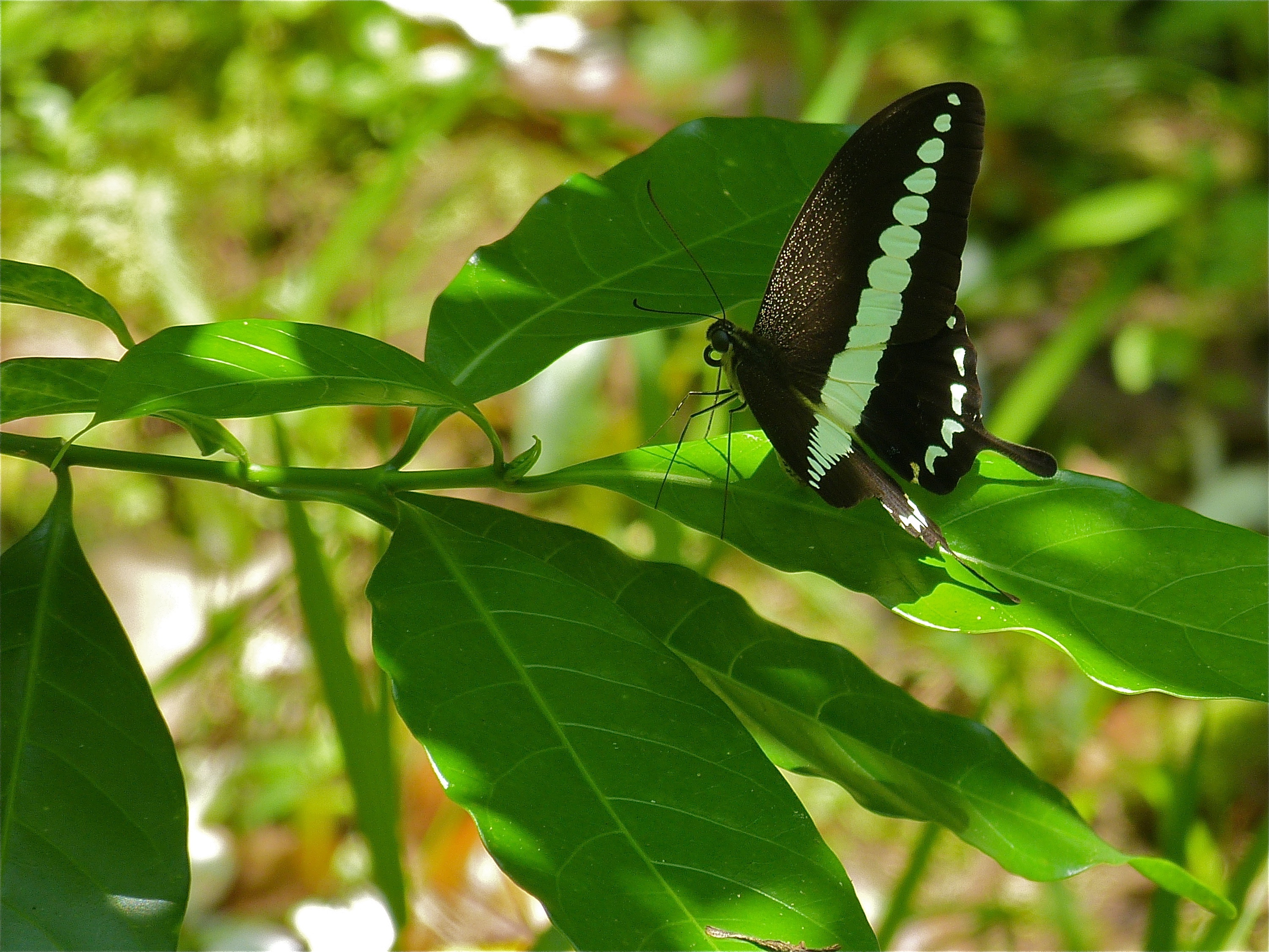 Banded Swallowtail (Papilio demolion) (8067450196)
