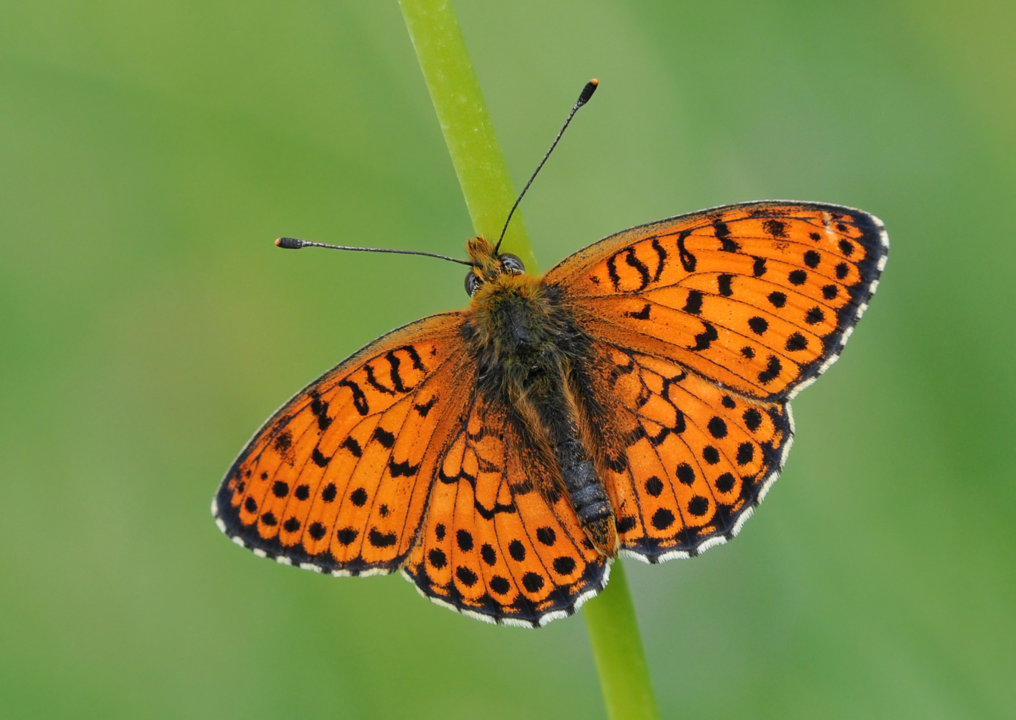 Brenthis hecate - Twin-spot Fritillary 01