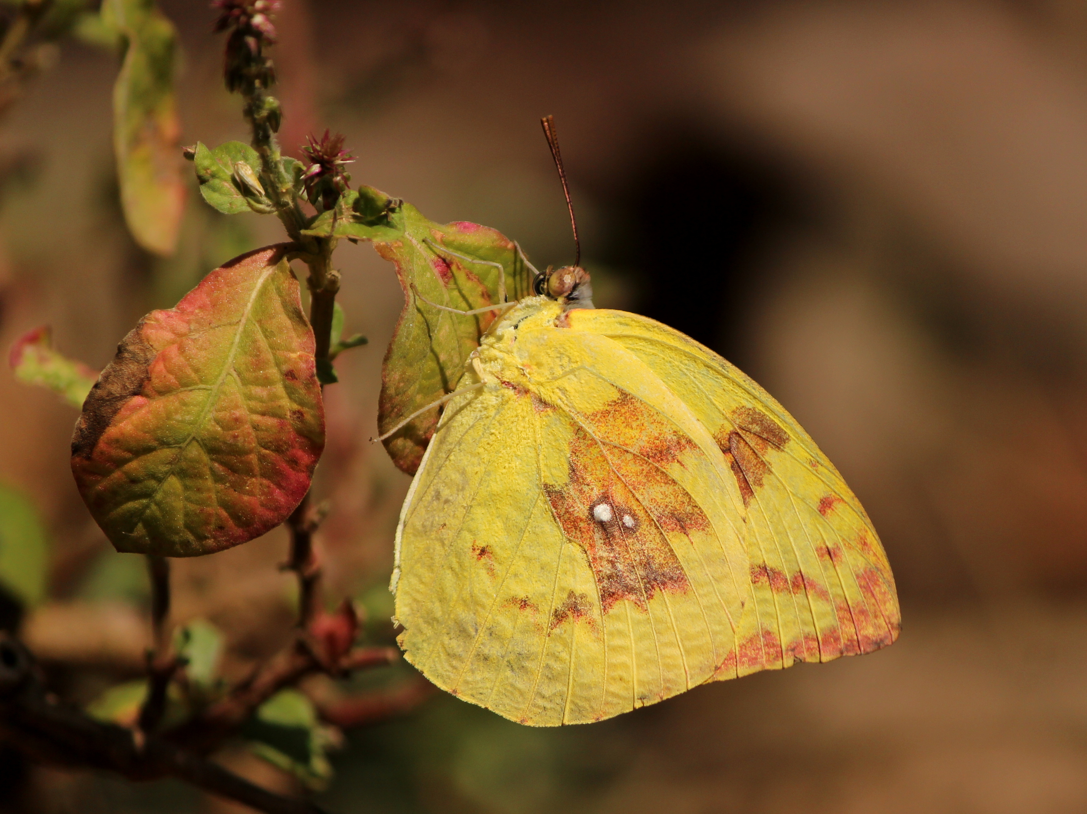 Butterflies from JP Nagar forest Bangalore (25)