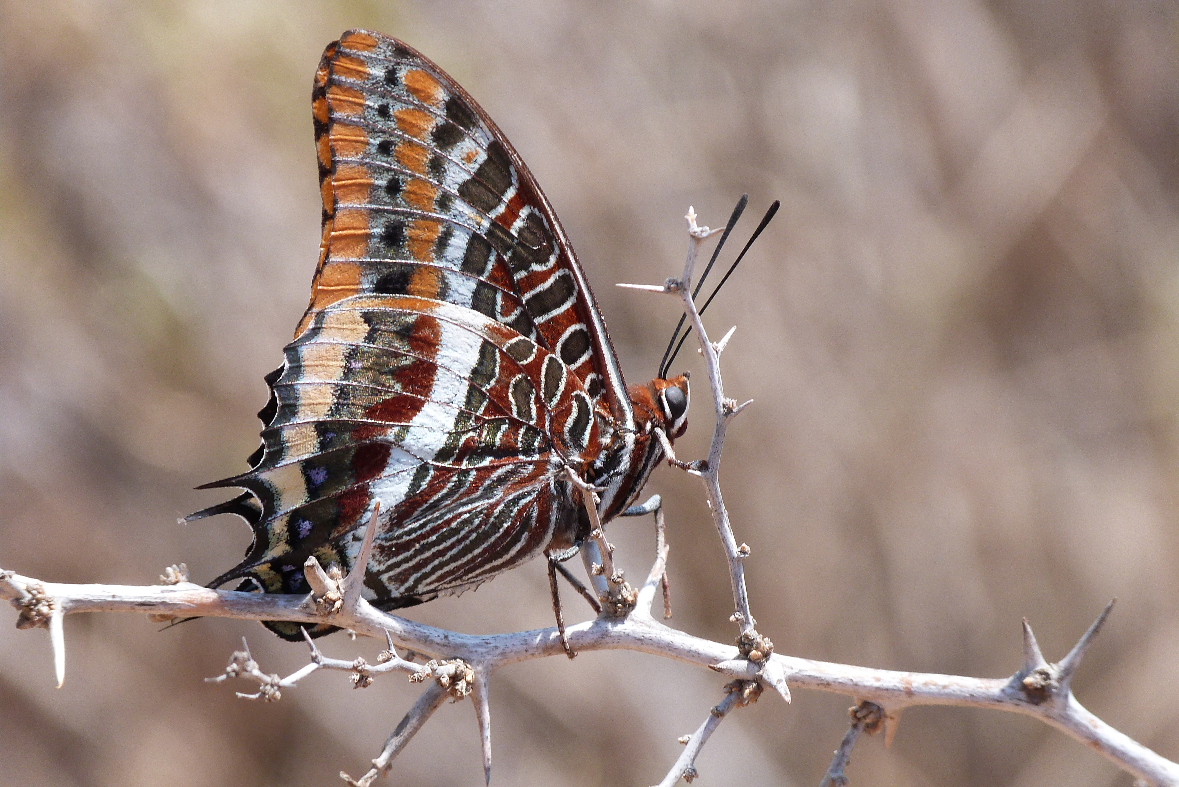 Butterfly - Charaxes jasius