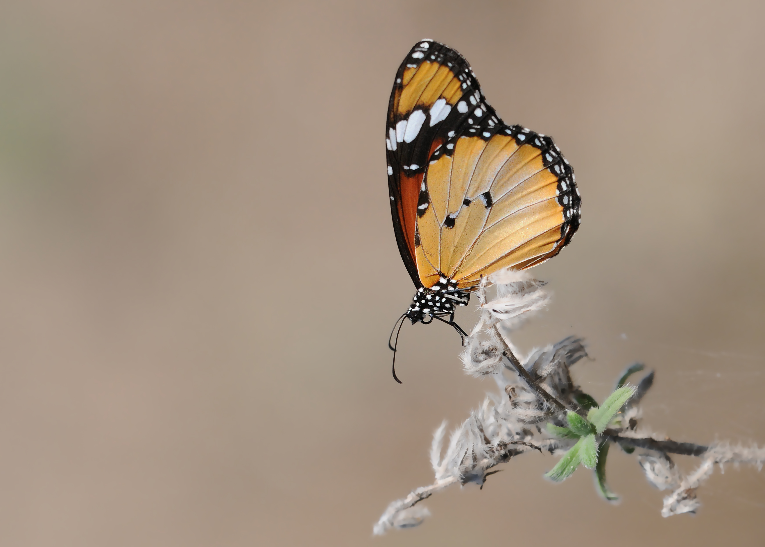 Butterfly African Queen - Danaus chrysippus