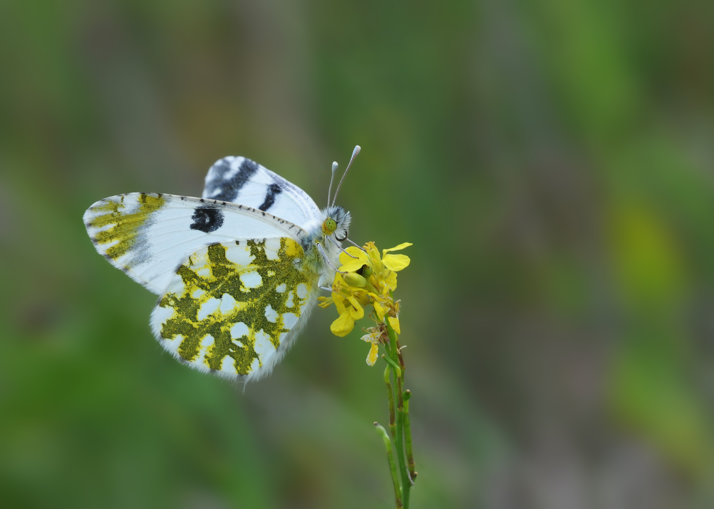 Butterfly Eastern Dappled White - Euchloe ausonia
