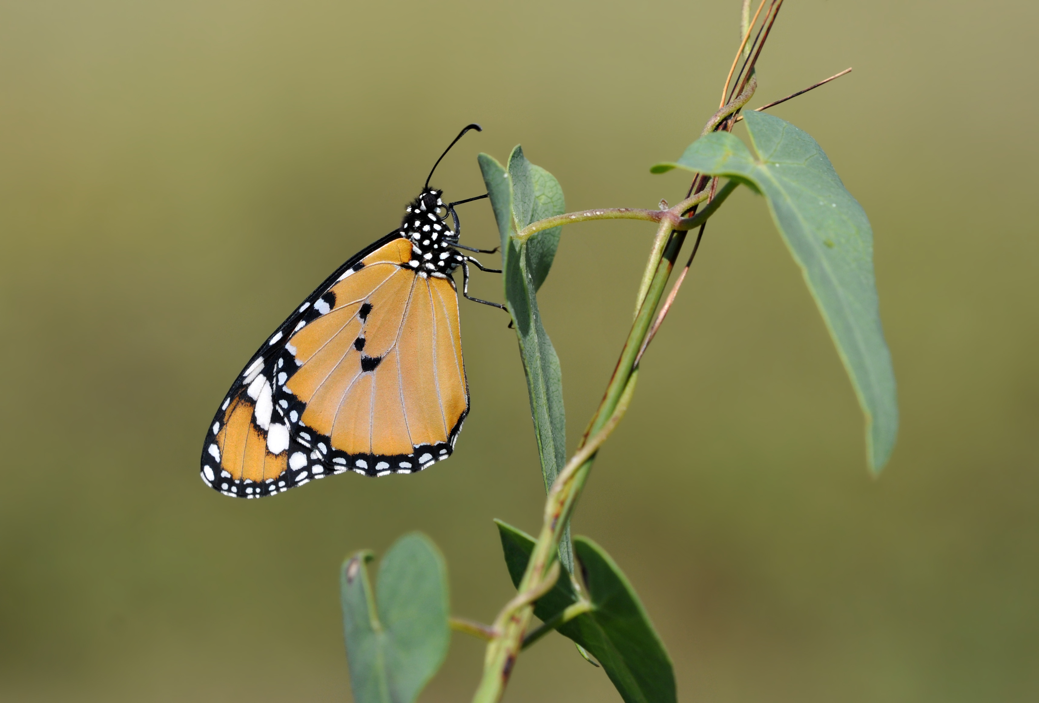 Butterfly Plain Tiger (Danaus chrysippus)