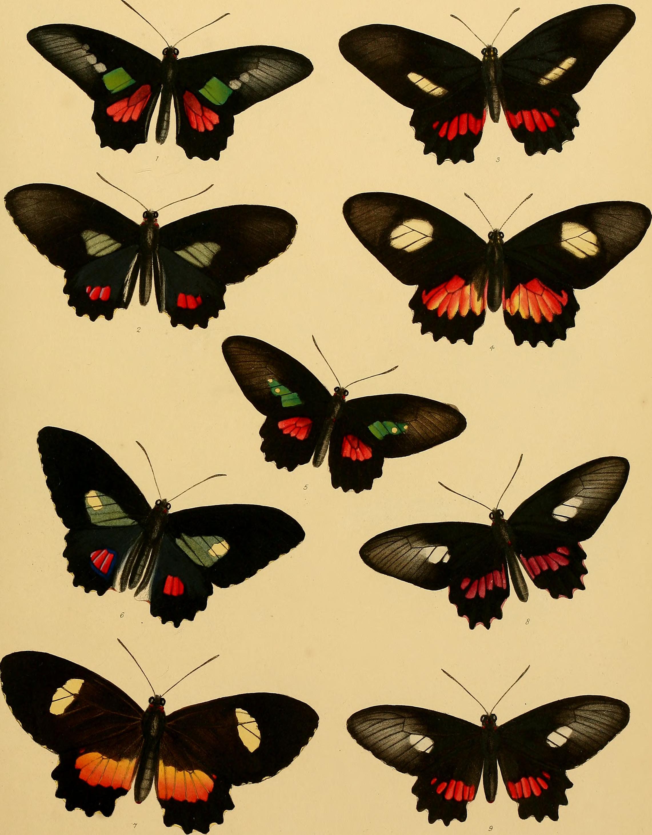 Catalogue of lepidopterous insects in the collection of the British Museum (1852) (14579228587)