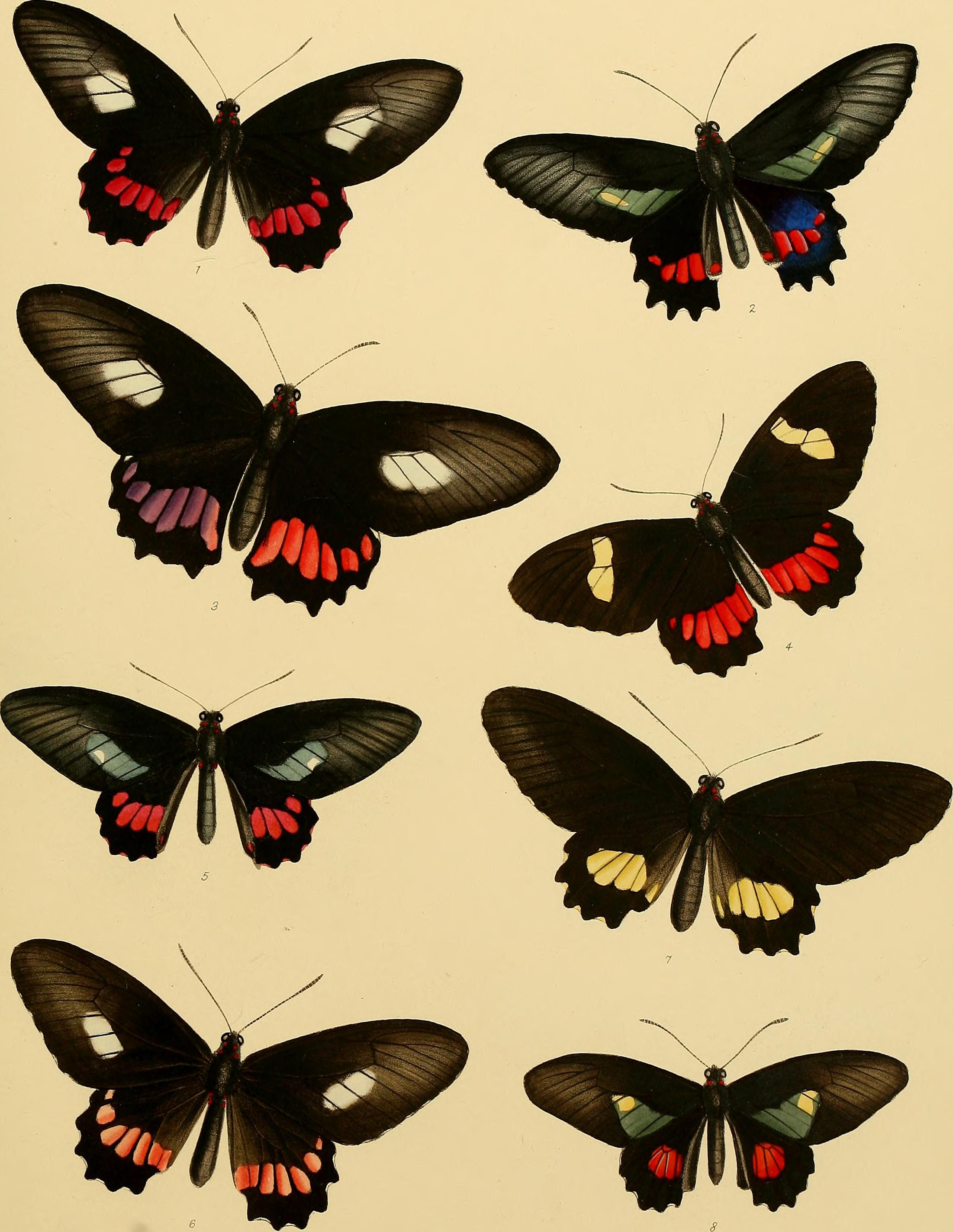 Catalogue of lepidopterous insects in the collection of the British Museum (1852) (14579229657)
