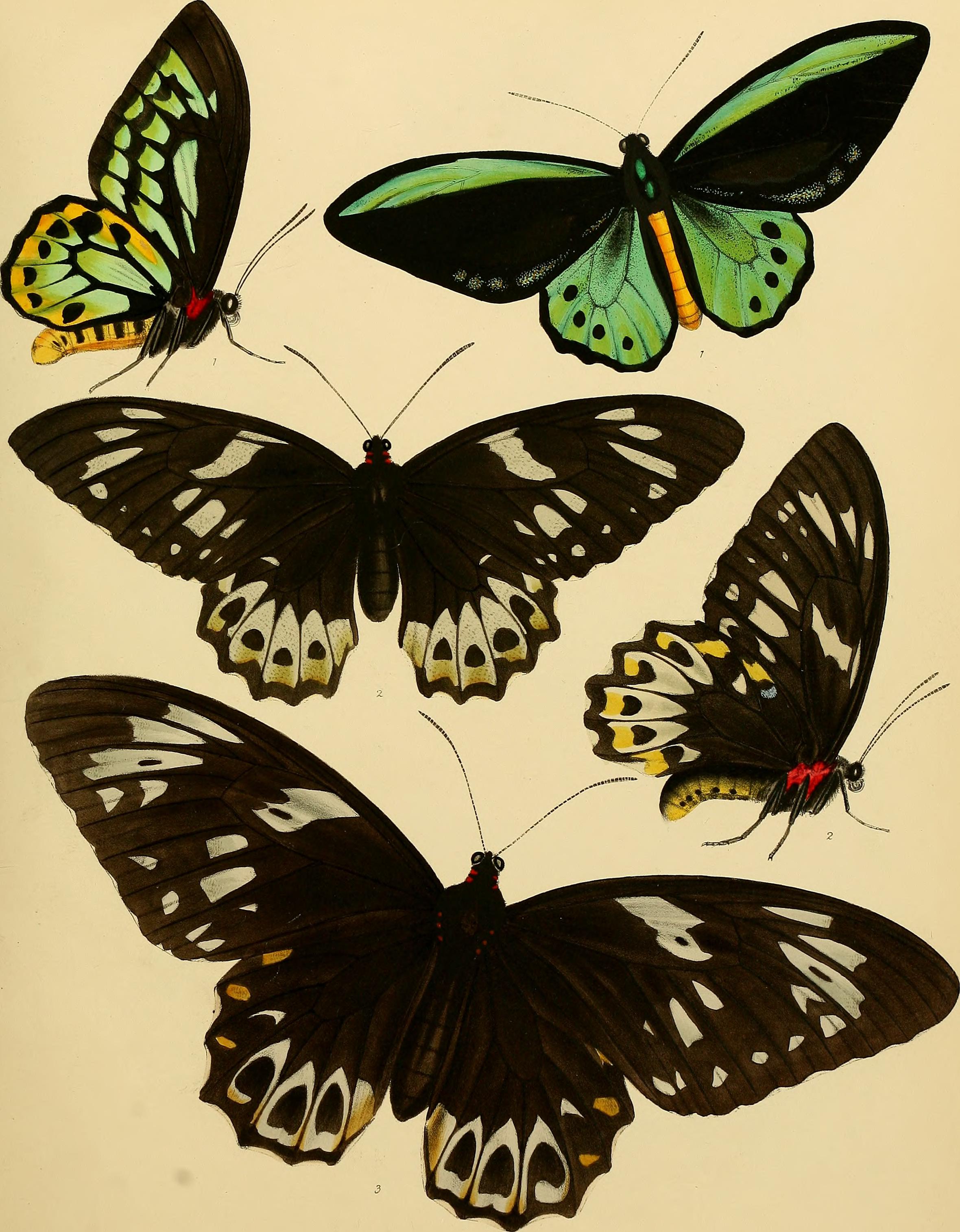 Catalogue of lepidopterous insects in the collection of the British Museum (1852) (14763330114)