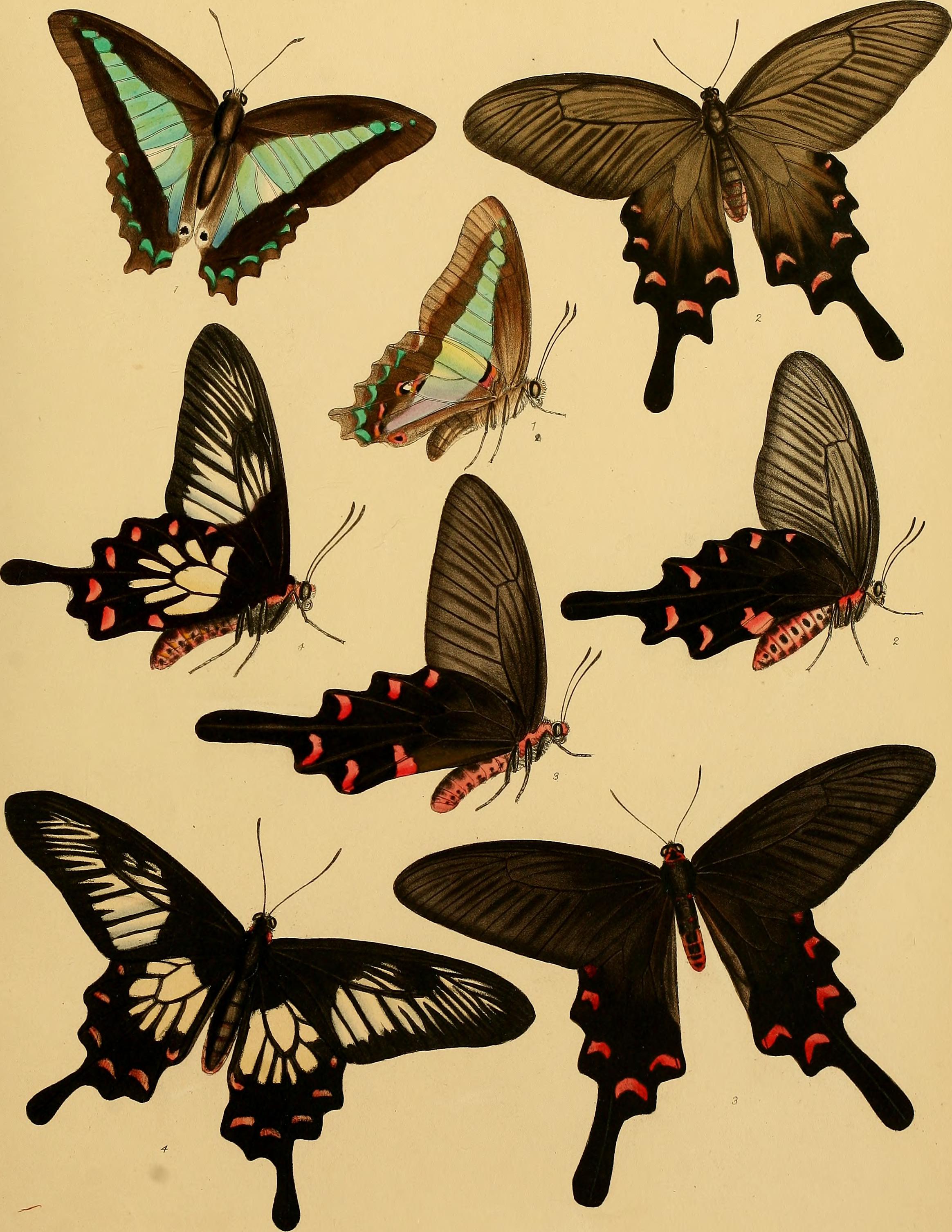 Catalogue of lepidopterous insects in the collection of the British Museum (1852) (14765361792)