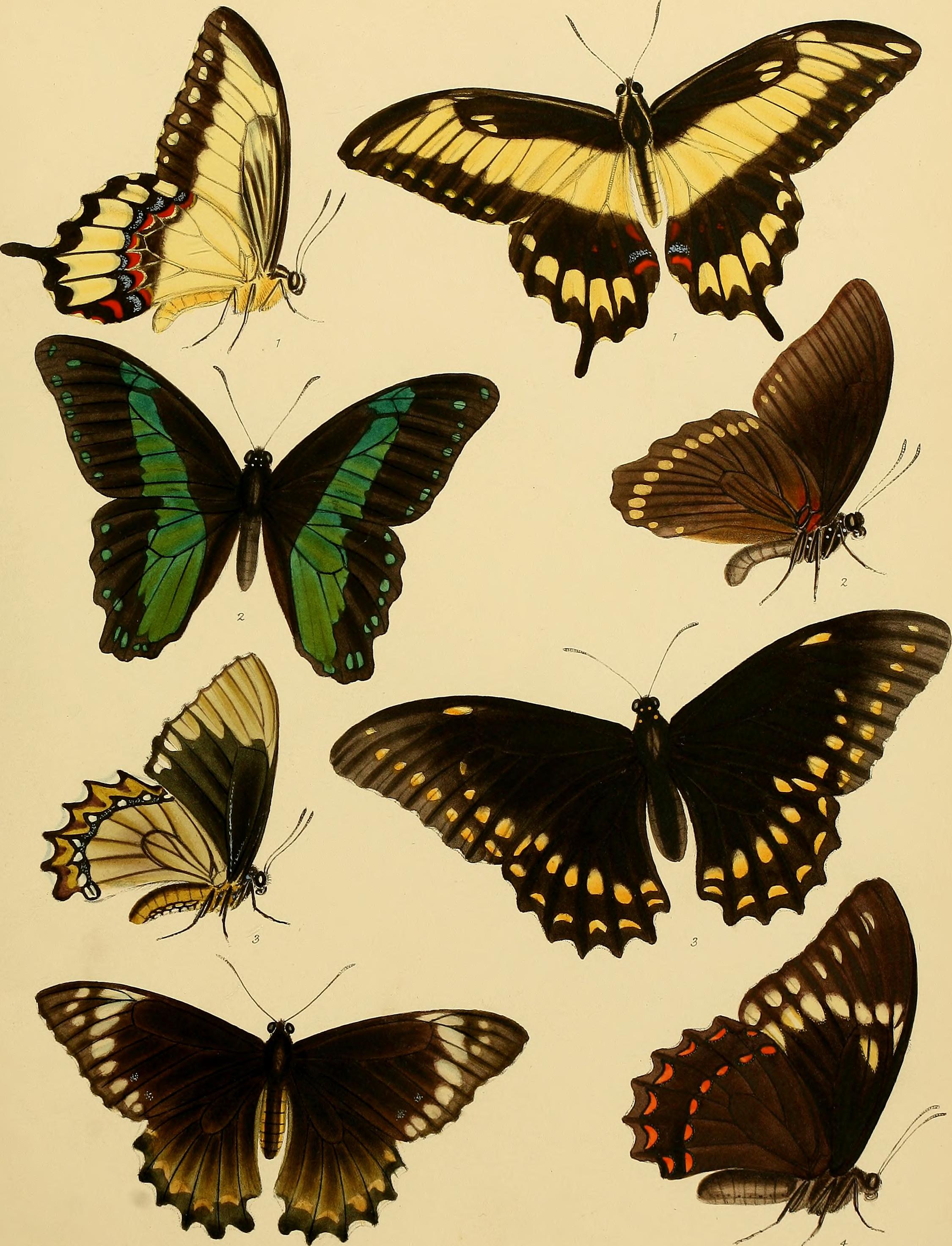 Catalogue of lepidopterous insects in the collection of the British Museum (1852) (14765687195)