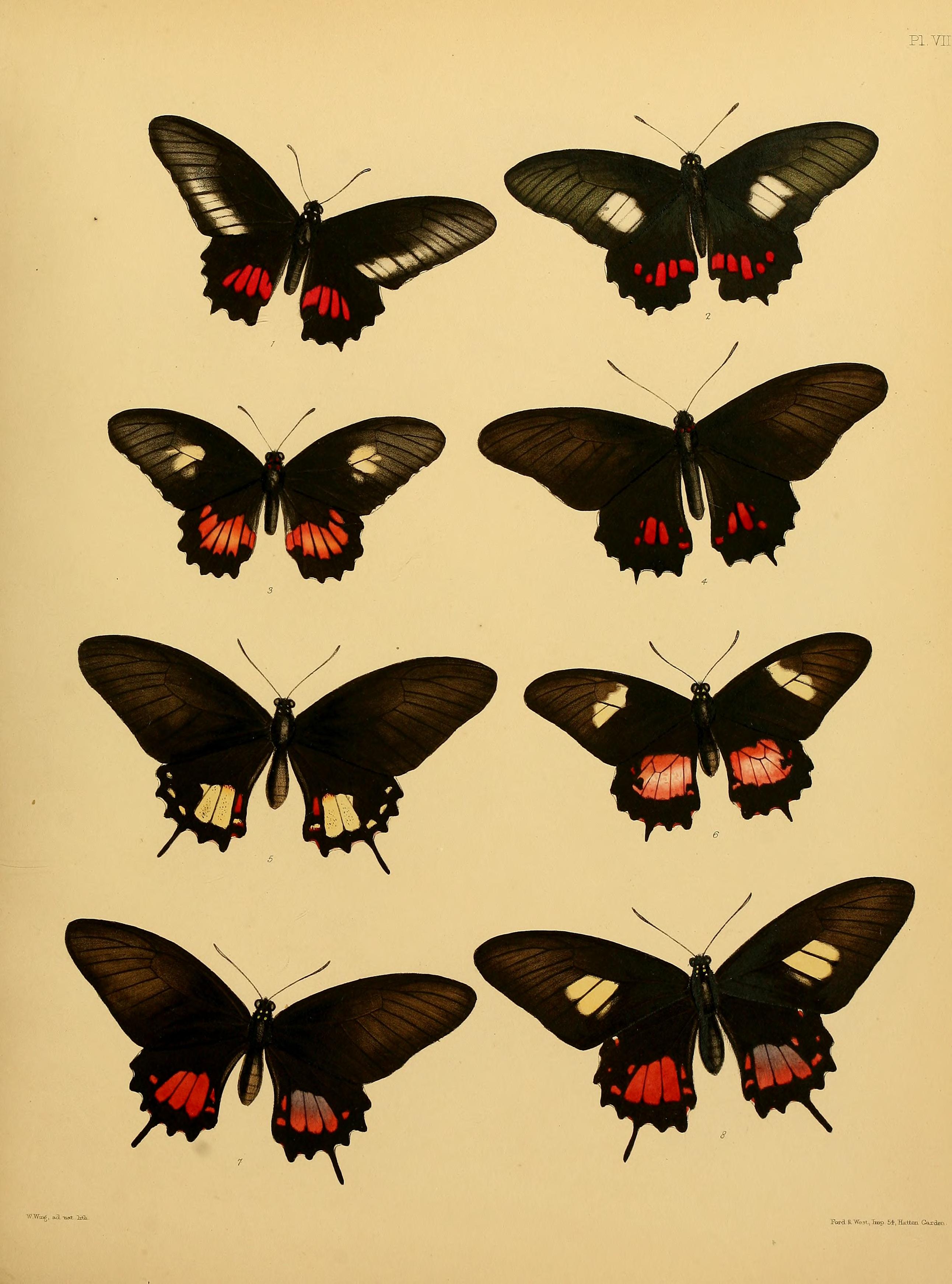 Catalogue of lepidopterous insects in the collection of the British Museum (Plate VII) BHL32540109