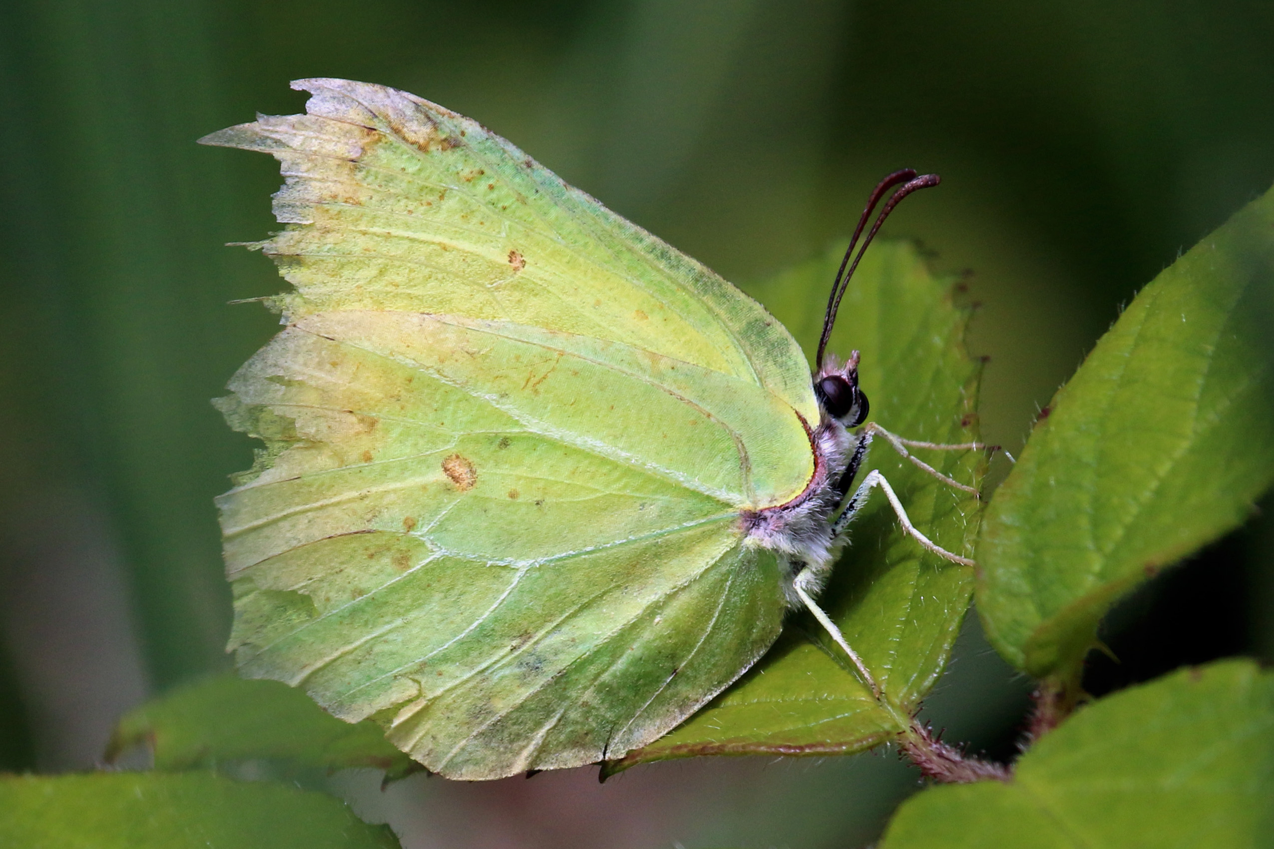 Common brimstone butterfly (Gonepteryx rhamni) male worn