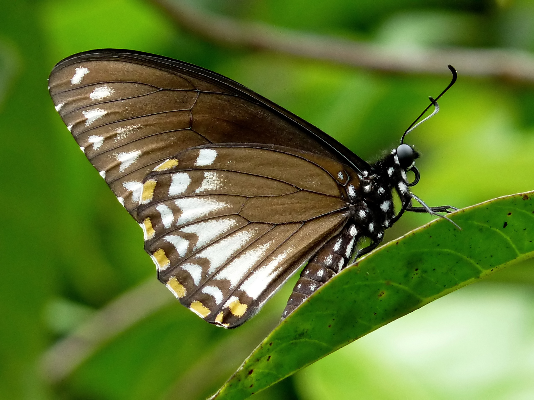 Common Mime Papilio clytia Form clytia by kadavoor