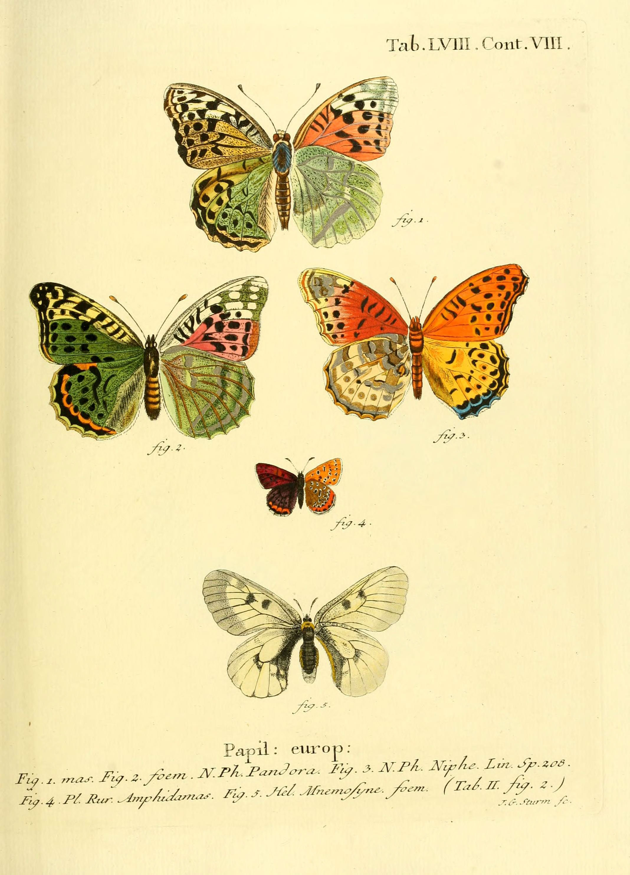 Die Schmetterlinge in Abbildungen nach der Natur (Tab. LVIII) (6103310896)