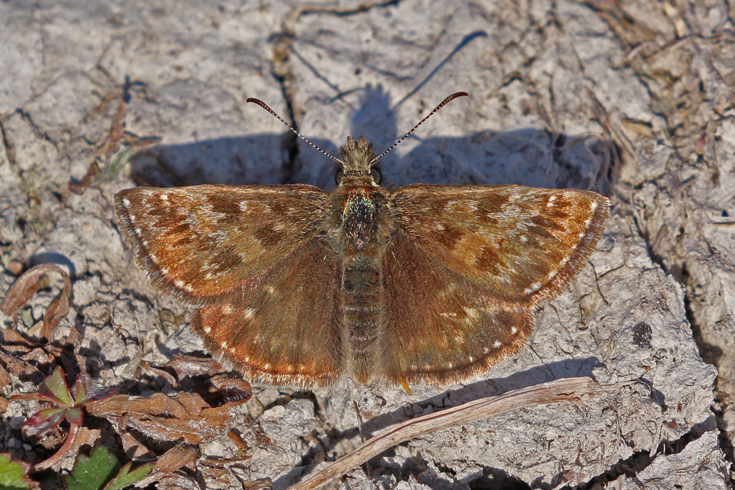 Dingy skipper (Erynnis tages) male